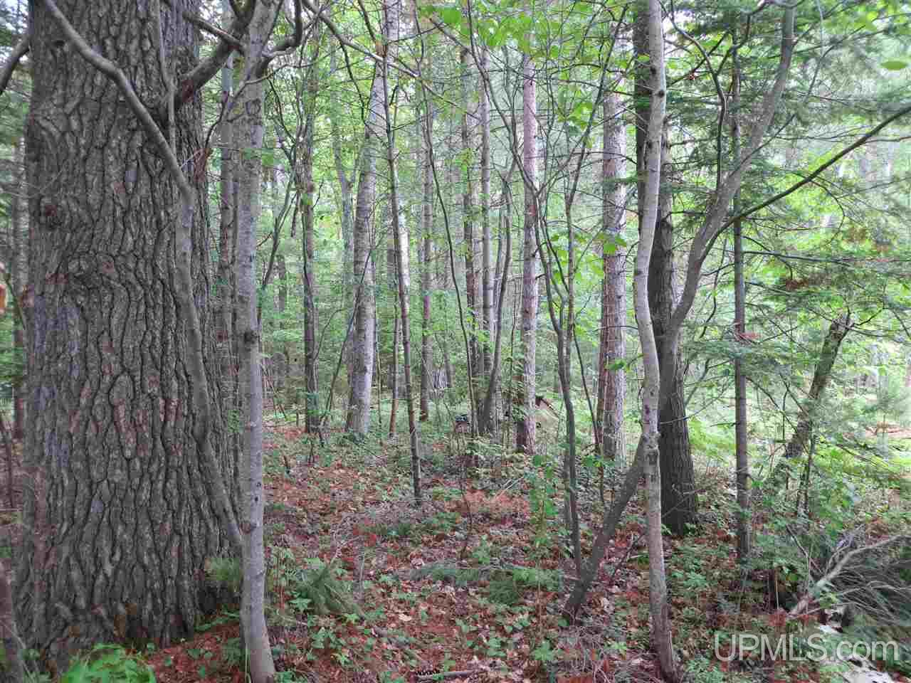 Tbd Ramsdam Road Manistique, MI 49854 - Photo 9 of 21 Gallery Image 9