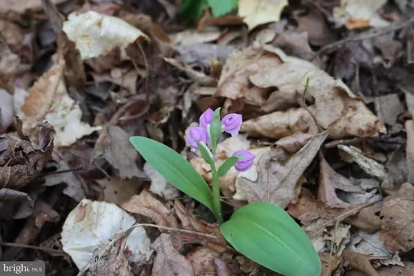 $1,425,000 | 1185 Belle Meade Road, Bumpass, VA 23024