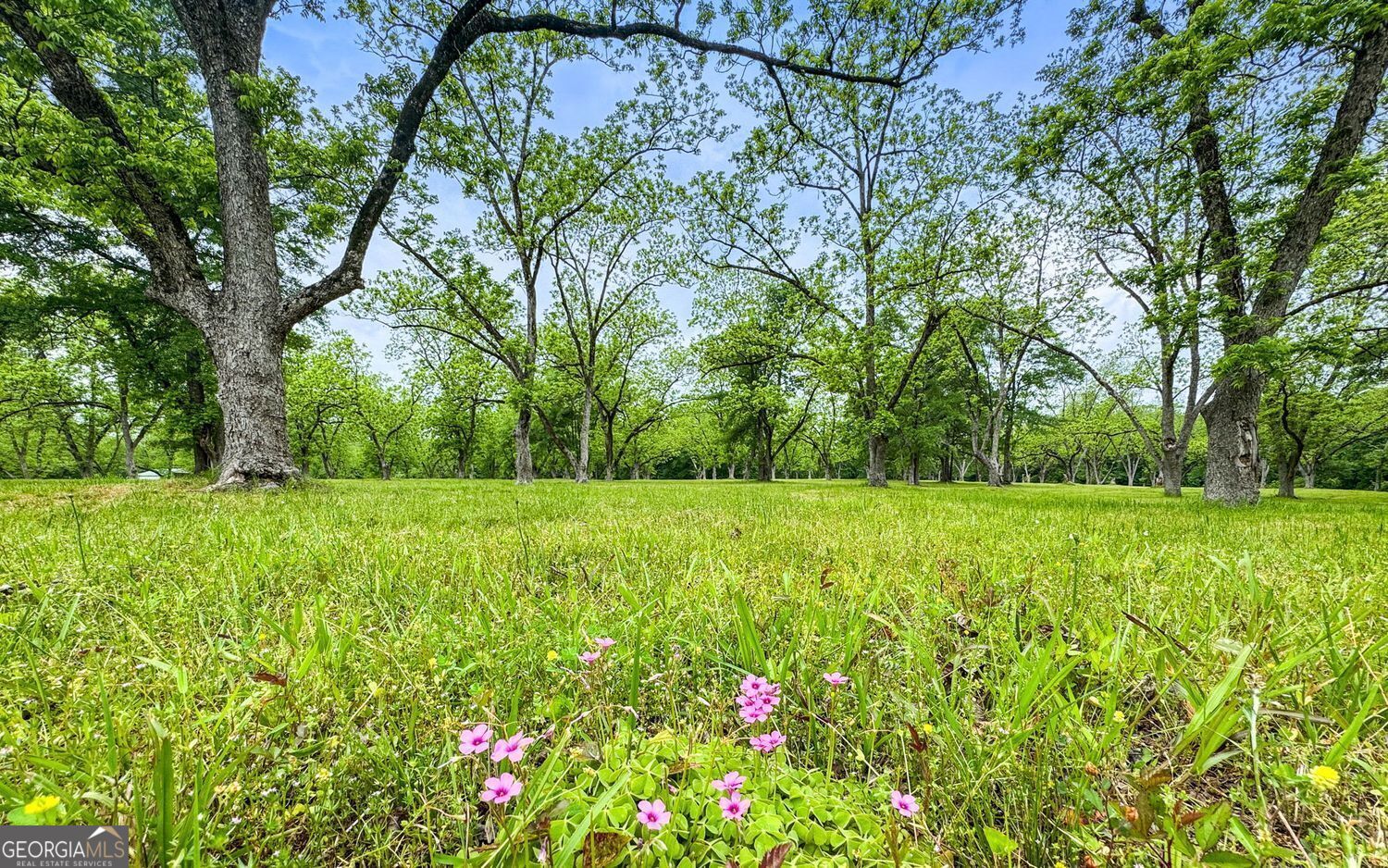 117 Zebulon Street Milner, GA 30257 - Photo 5 of 24 a view of yard with green space