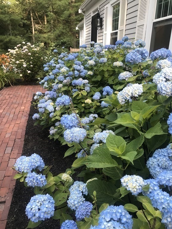 63 West Way Mashpee, MA 02649 - Photo 5 of 41 a bunch of flowers and flowers in a garden