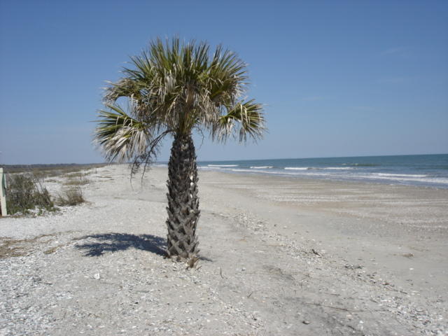 7640 Legare Road Edisto Island, SC 29438 - Photo 60 of 79 5