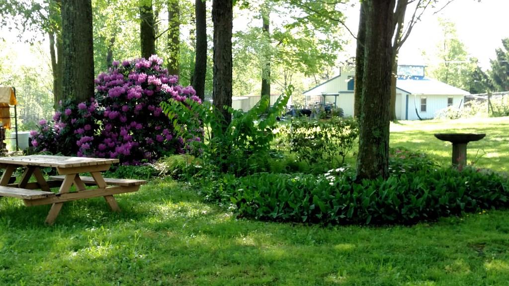 94 Red Lion Road Creekside, PA 15732 - Photo 15 of 22 Landscaped yard