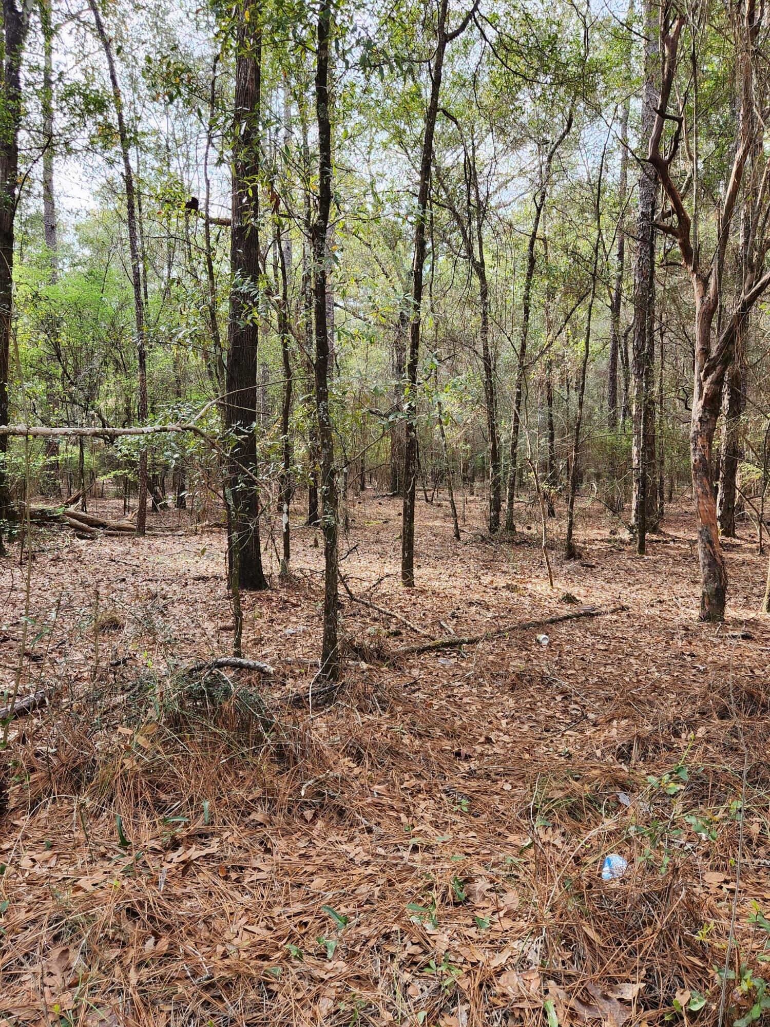 0 Bone Creek Road Holt, FL 32564 - Photo 13 of 26 20230225_151053