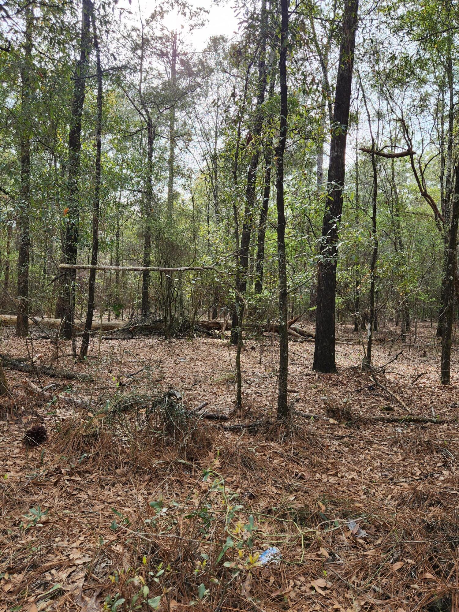 0 Bone Creek Road Holt, FL 32564 - Photo 14 of 26 20230225_151125 (1)