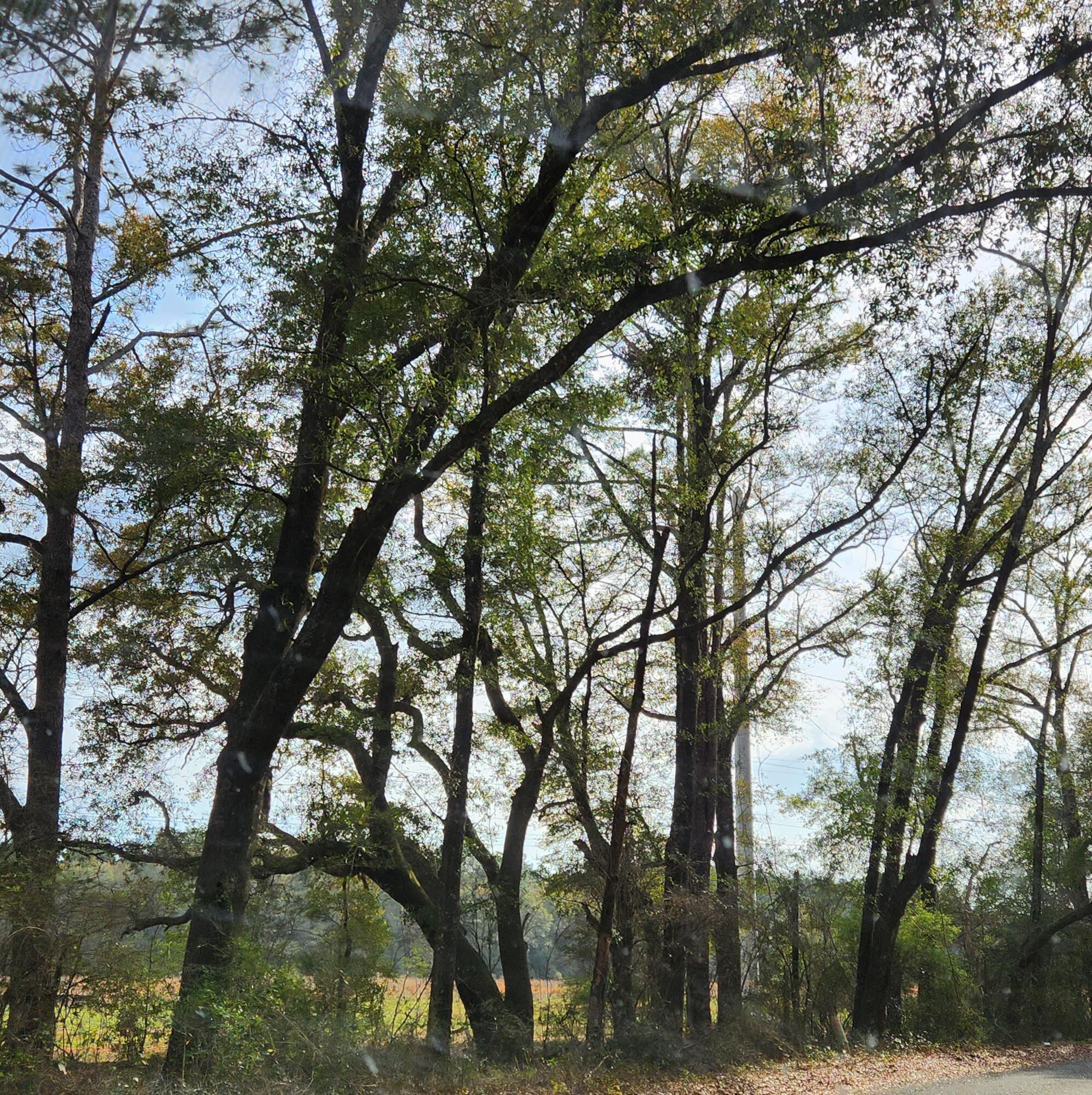 0 Bone Creek Road Holt, FL 32564 - Photo 25 of 26 20230225_151453_3