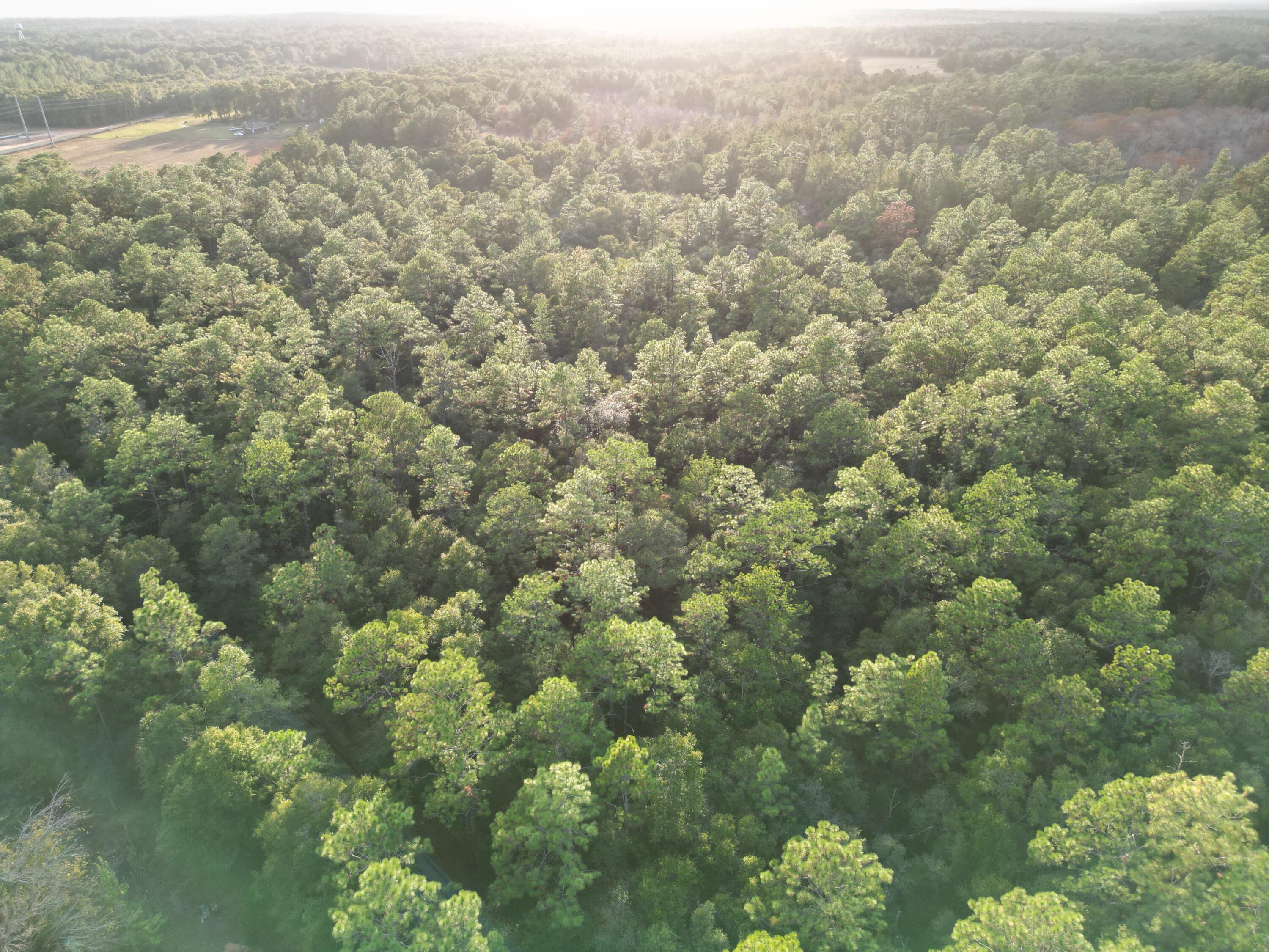 0 Bone Creek Road Holt, FL 32564 - Photo 4 of 26 h2