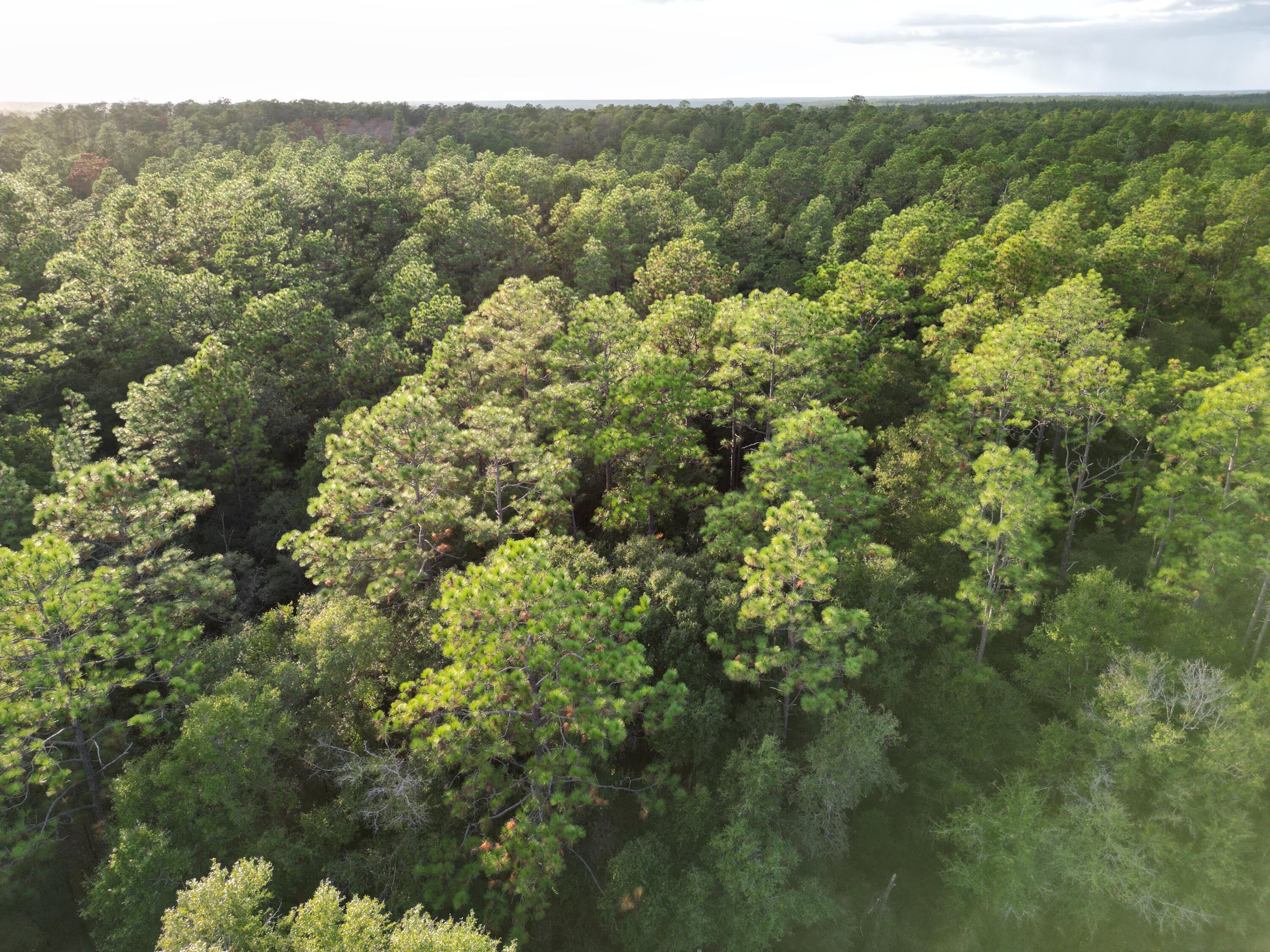 0 Bone Creek Road Holt, FL 32564 - Photo 5 of 26 H3