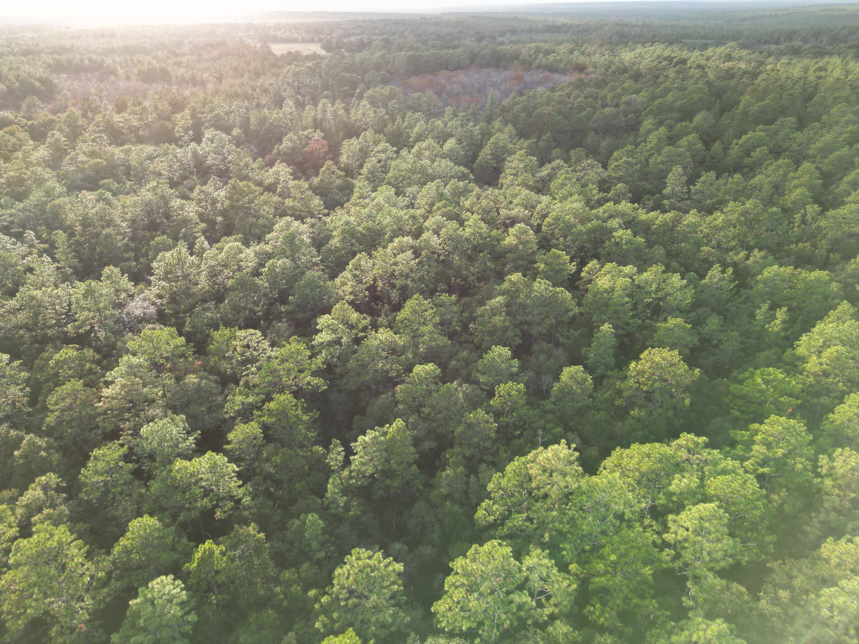 0 Bone Creek Road Holt, FL 32564 - Photo 6 of 26 H4