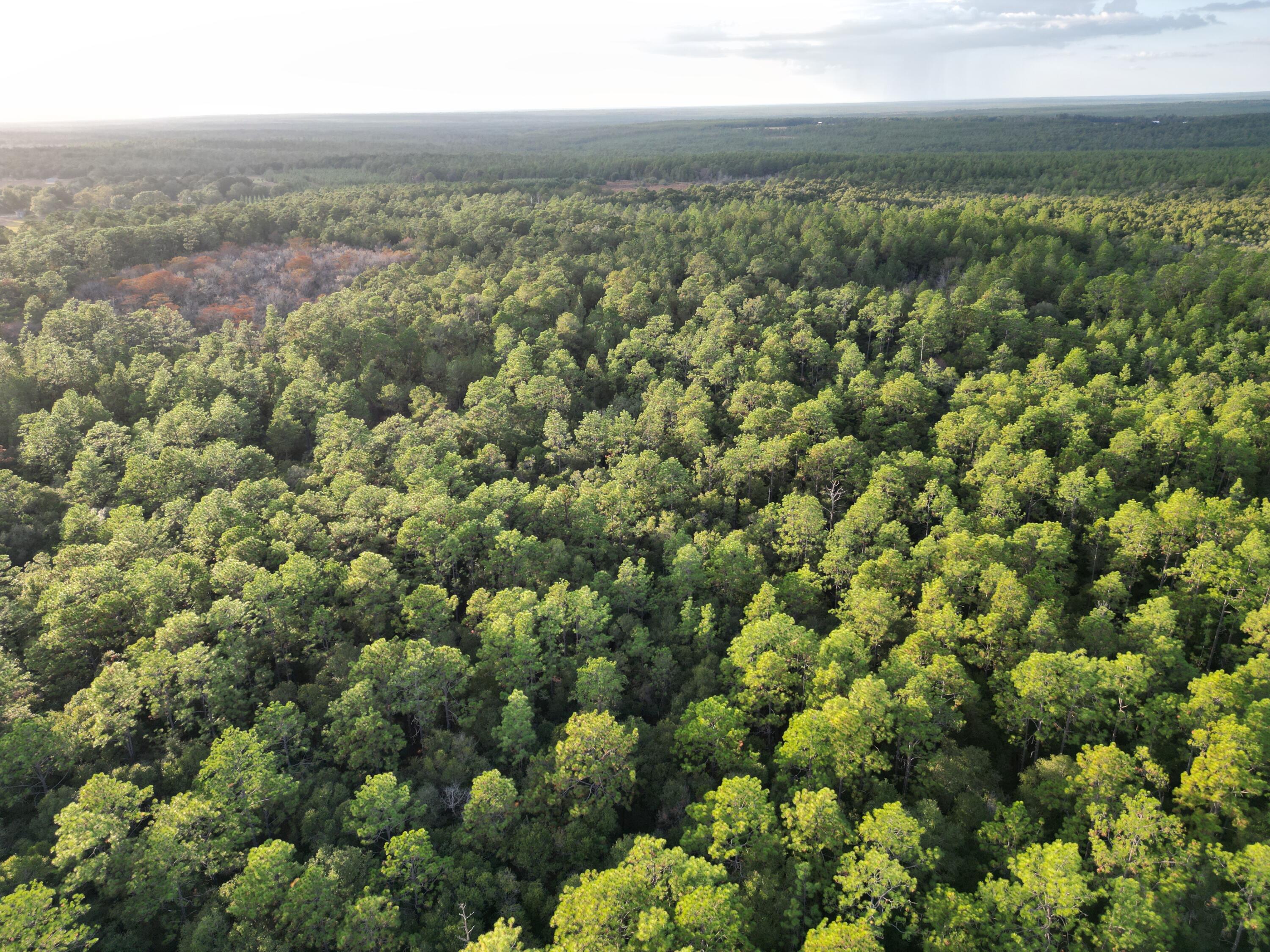 0 Bone Creek Road Holt, FL 32564 - Photo 8 of 26 h7
