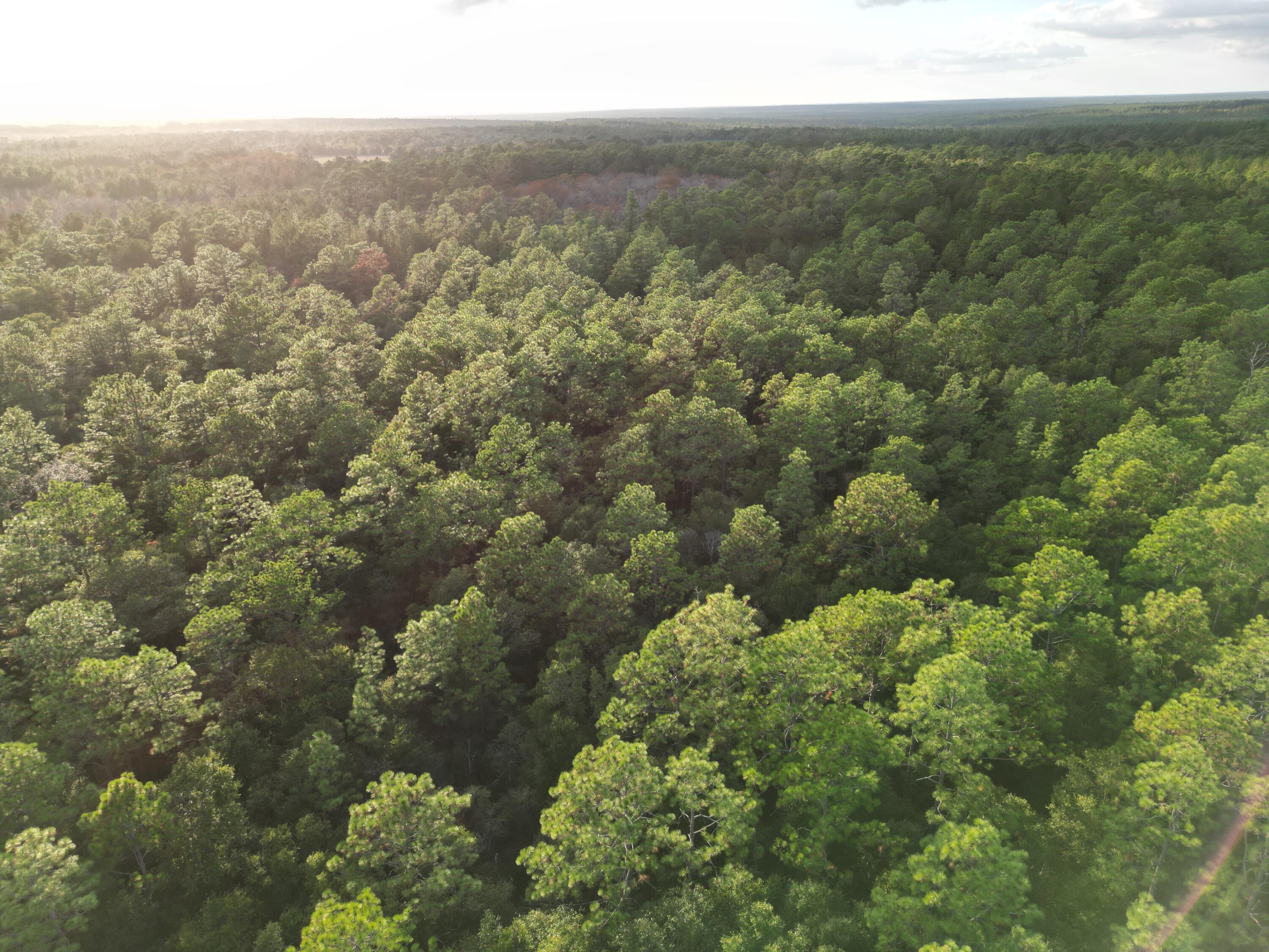 0 Bone Creek Road Holt, FL 32564 - Photo 9 of 26 Holt