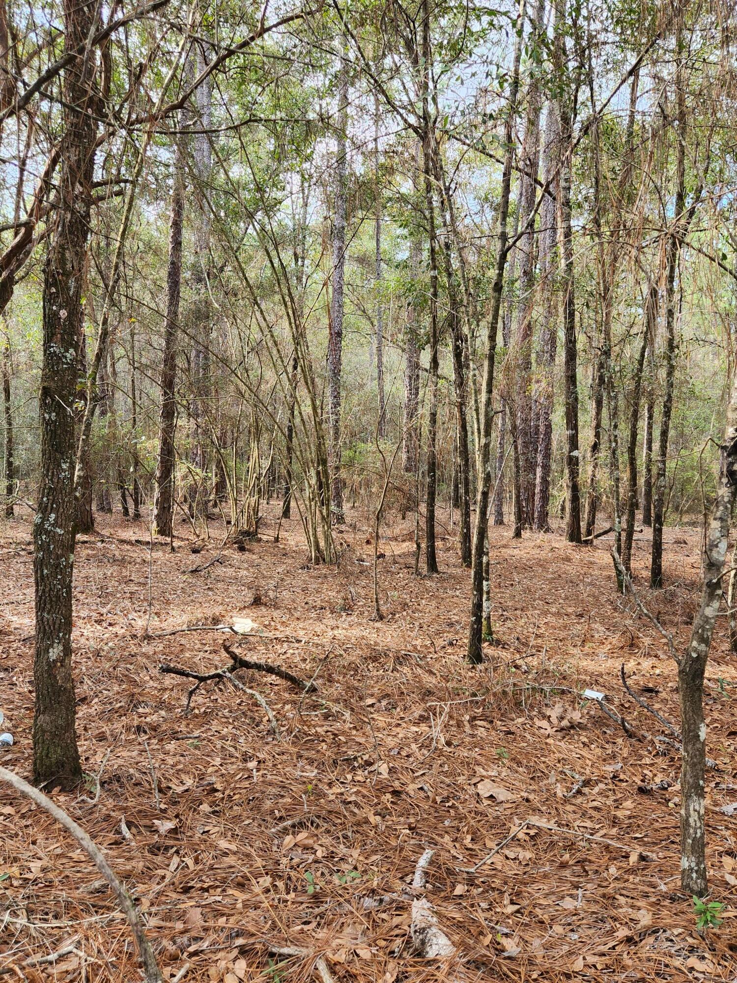 0 Bone Creek Road Holt, FL 32564 - Photo 10 of 26 20230225_151137 (2)