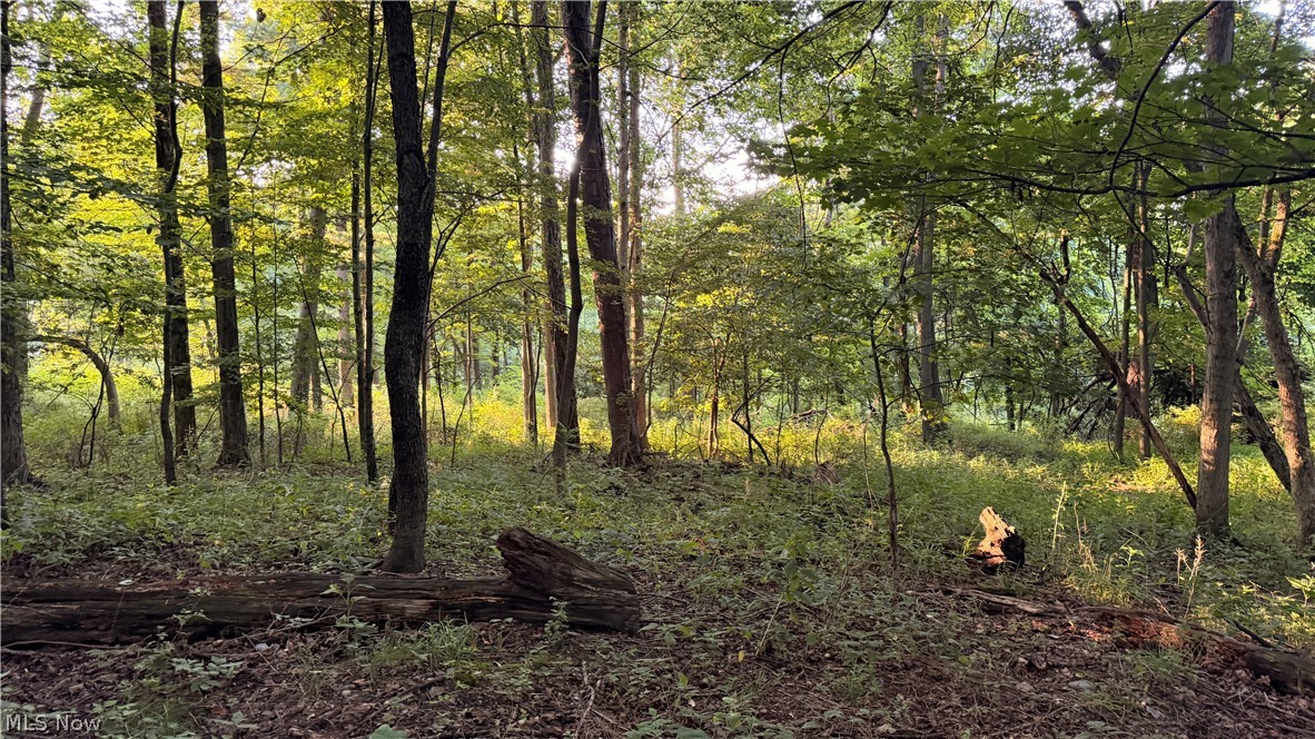 2575 Co Road Loudonville, OH 44842 - Photo 27 of 44 Wooded acreage featuring mature trees and natural ground cover