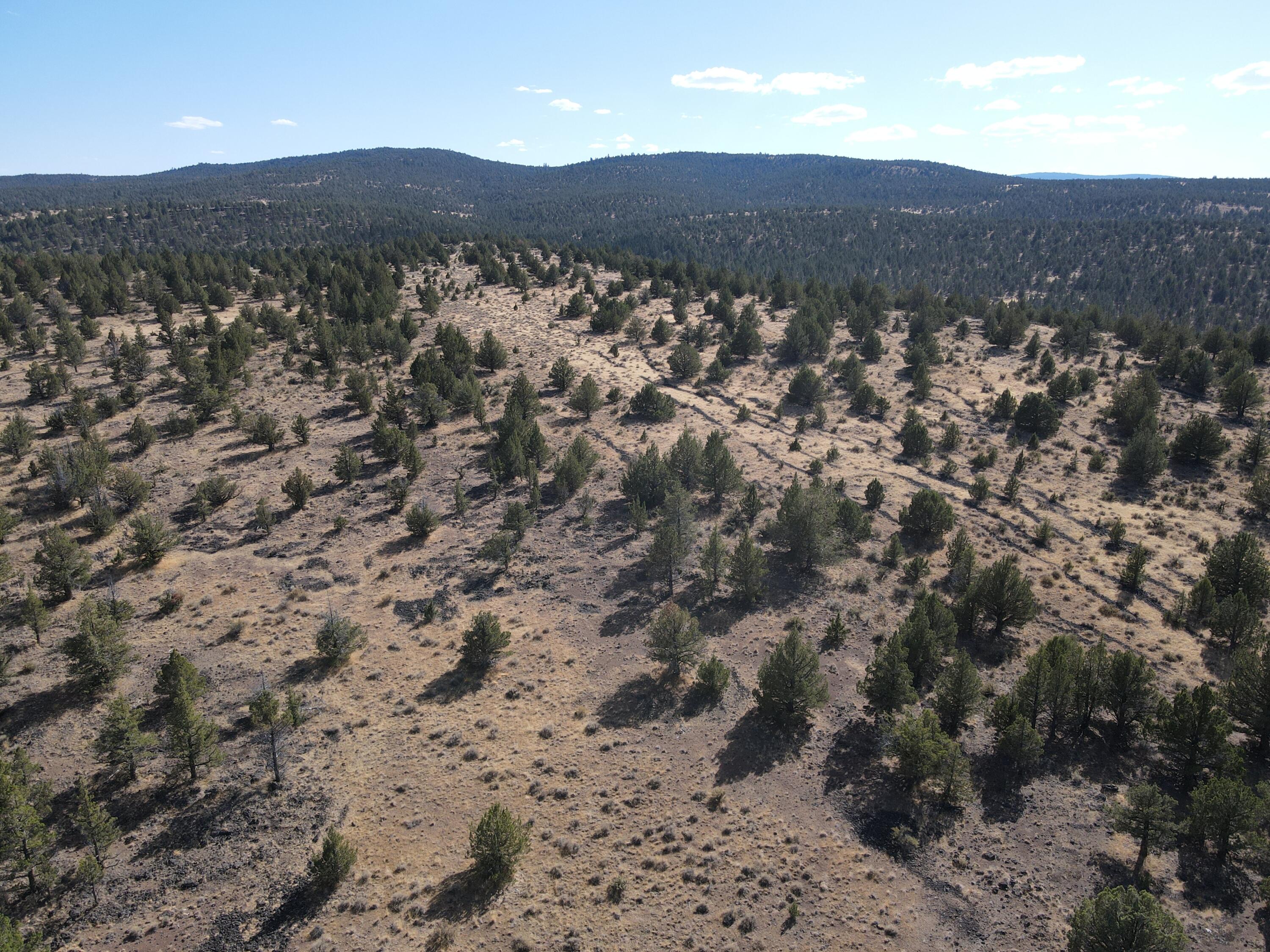 72 County Road 72 Alturas, CA 96101 - Photo 11 of 16 a view of a large tree