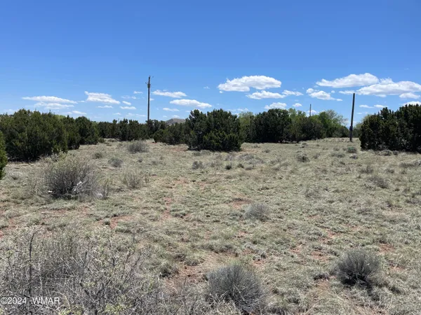a view of a dry yard