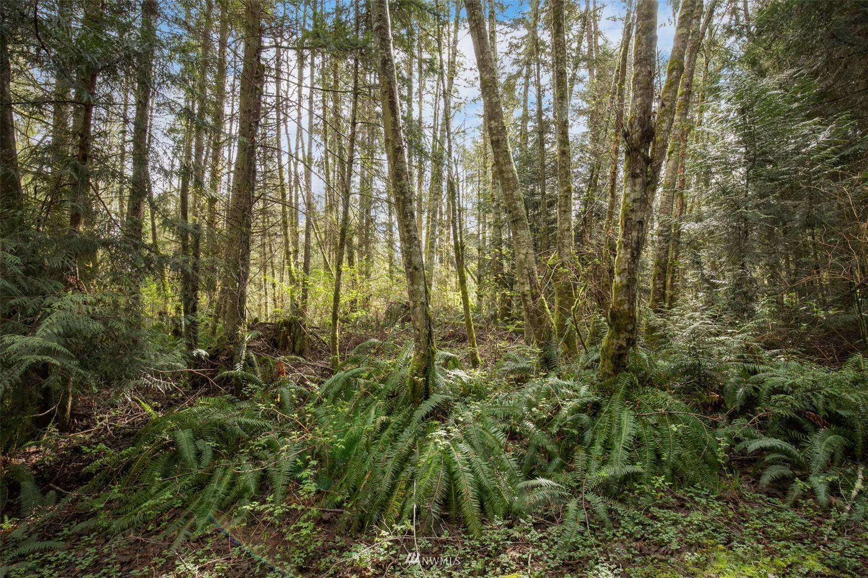 0 Paradise Bay Road Port Ludlow, WA 98365 - Photo 20 of 21 Gallery Image 20