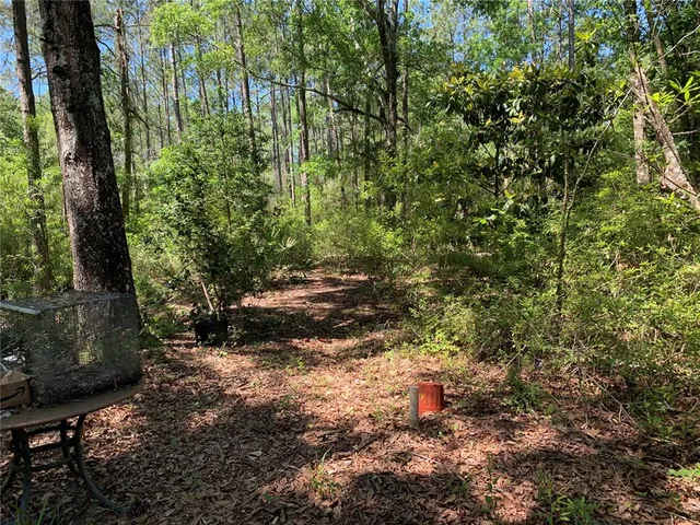 a view of a forest with trees