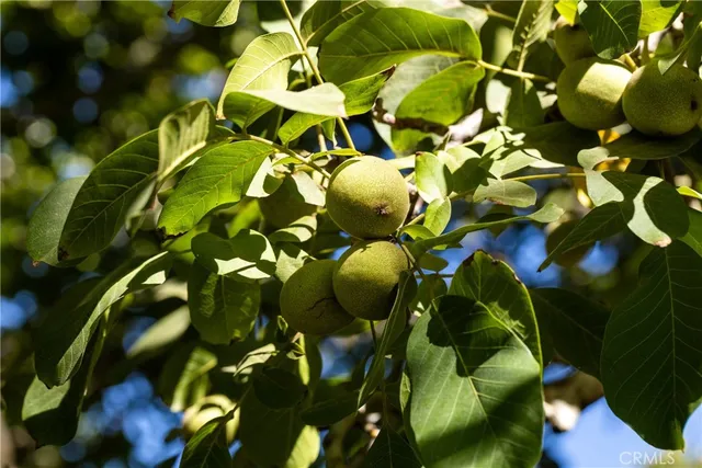 $4,200,000 | 1604 Highway 45, Knights Landing, CA 95645