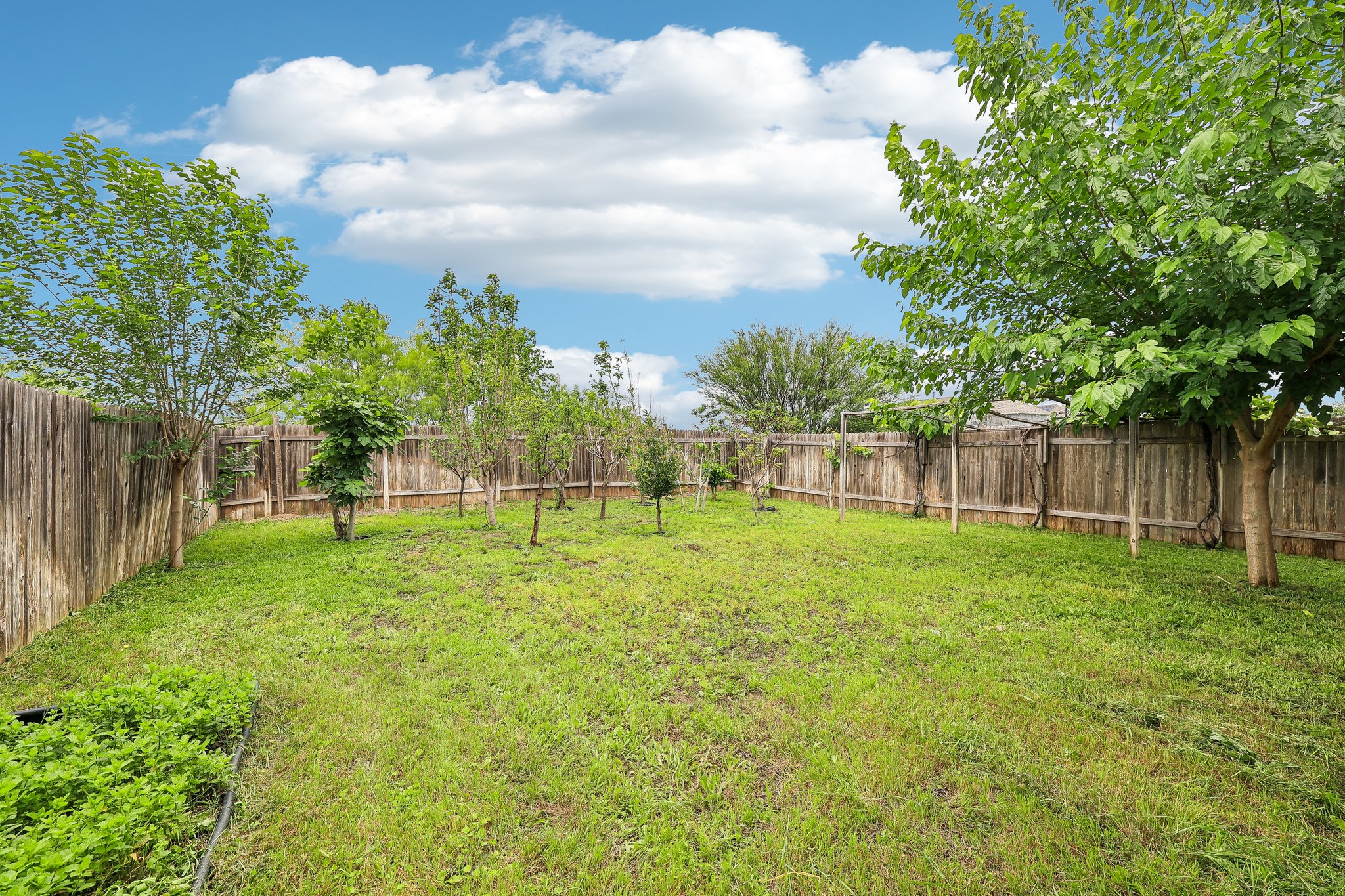 387 Guemal Road Buda, TX 78610 - Photo 35 of 39 Expansive green lawn with mature trees and a wood privacy fence