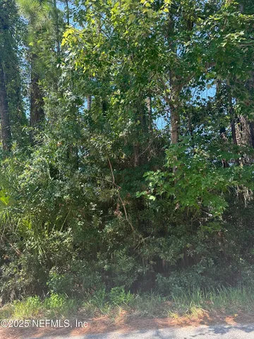 a view of a yard with plants and large trees