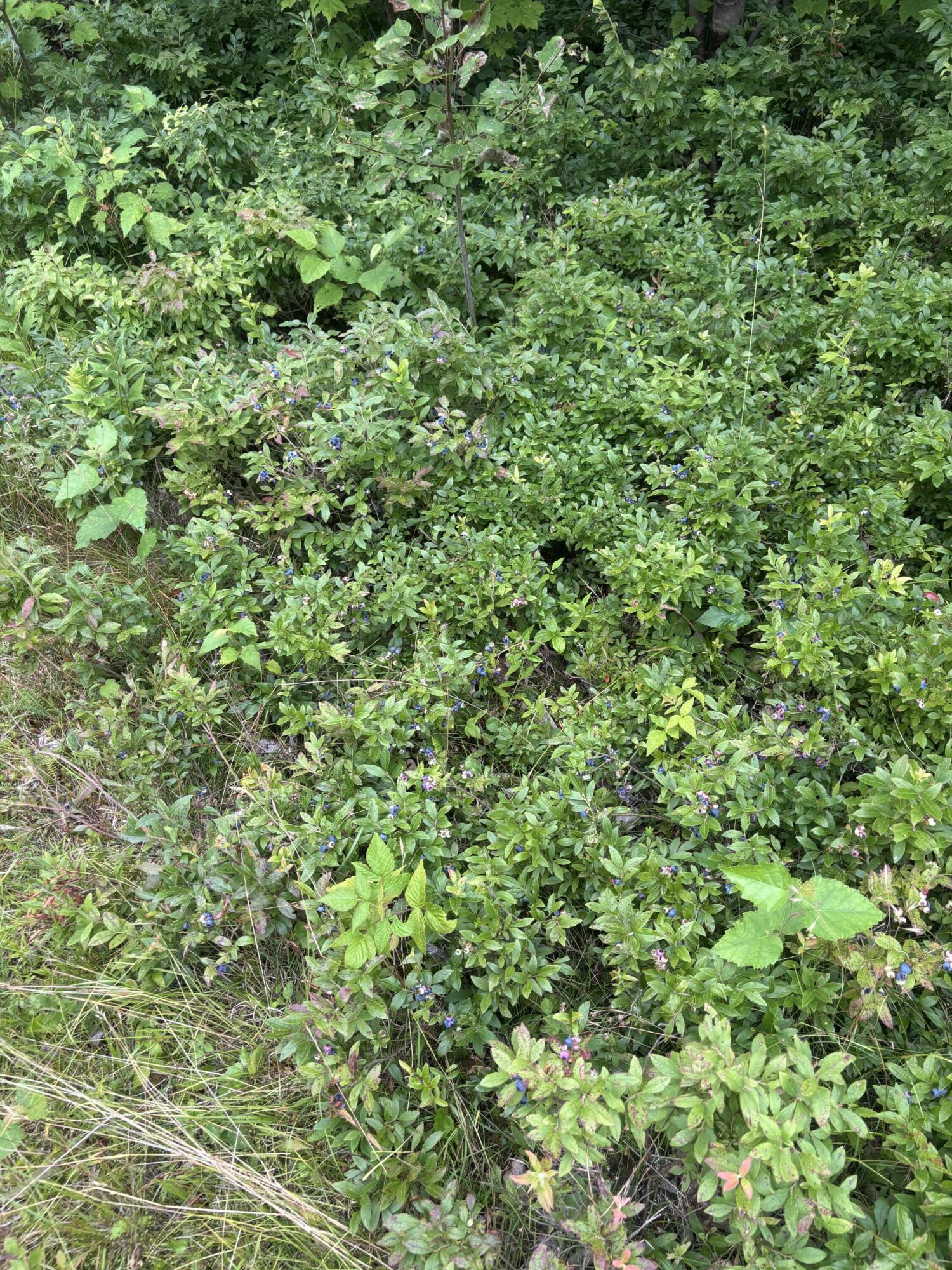 64 Ip Road Stratton, ME 04982 - Photo 42 of 56 IMG_4347