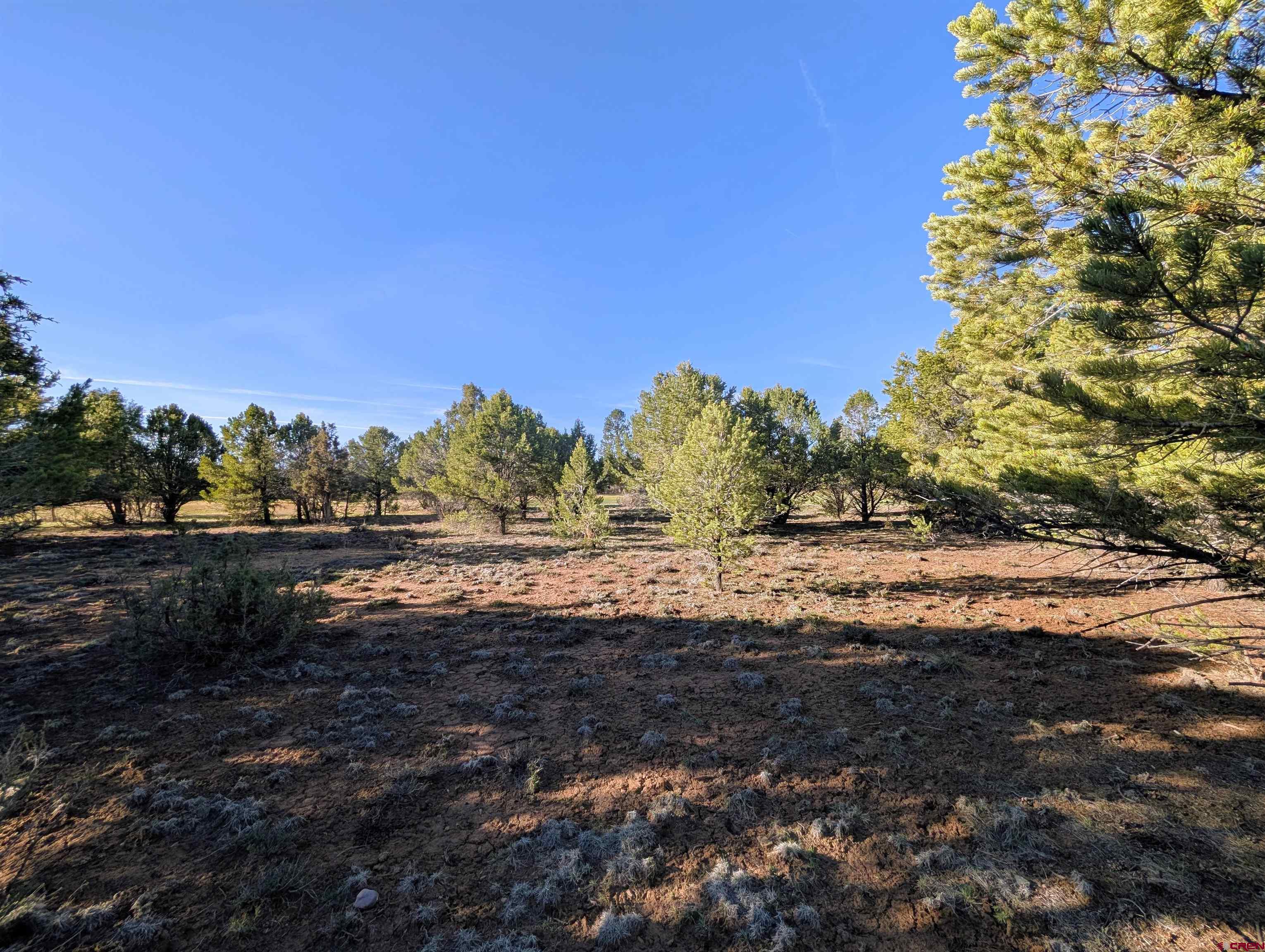 1635 Marmot Drive Ridgway, CO 81432 - Photo 13 of 20 a view of a yard with a tree