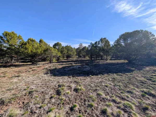 a view of a dry yard with trees