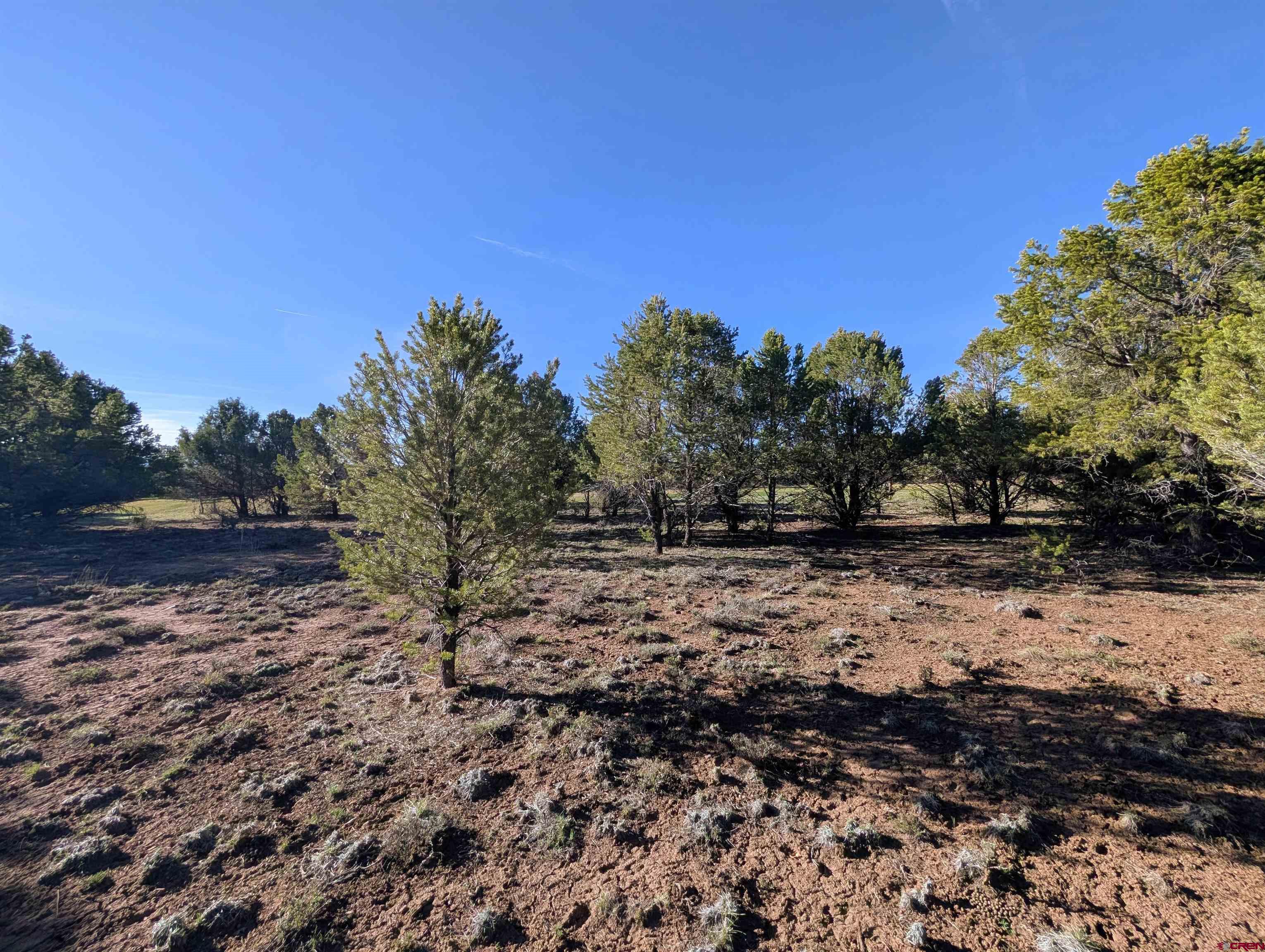1635 Marmot Drive Ridgway, CO 81432 - Photo 18 of 20 a view of outdoor space with trees
