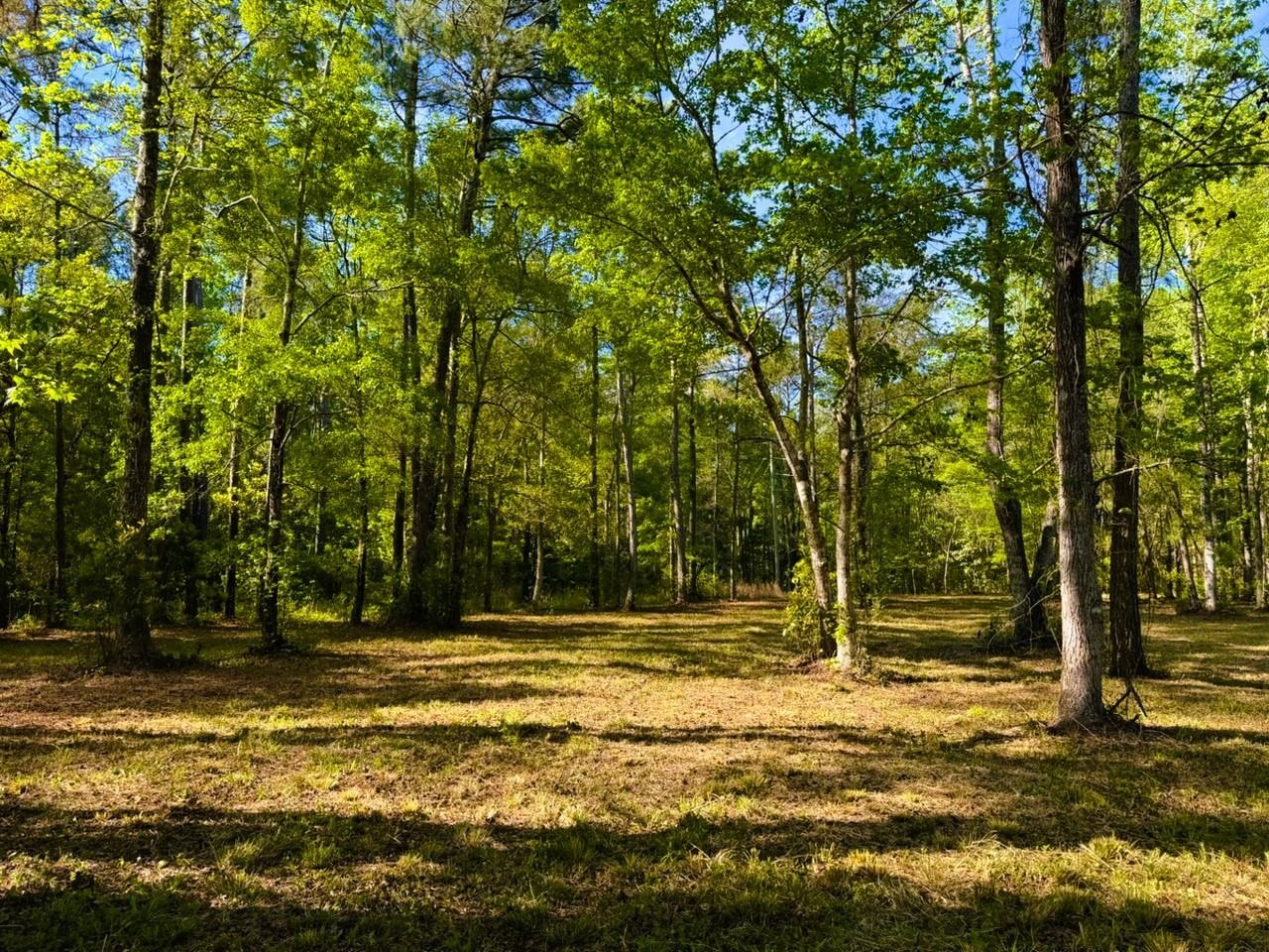 9985 Highway 17 McClellanville, SC 29458 - Photo 19 of 25
