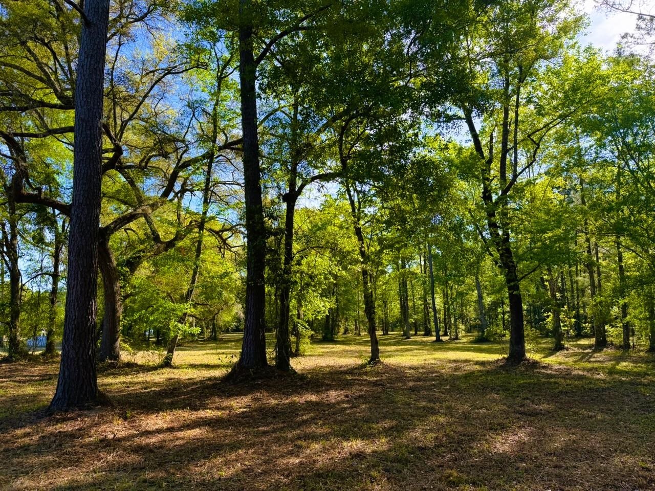 9985 Highway 17 McClellanville, SC 29458 - Photo 25 of 25