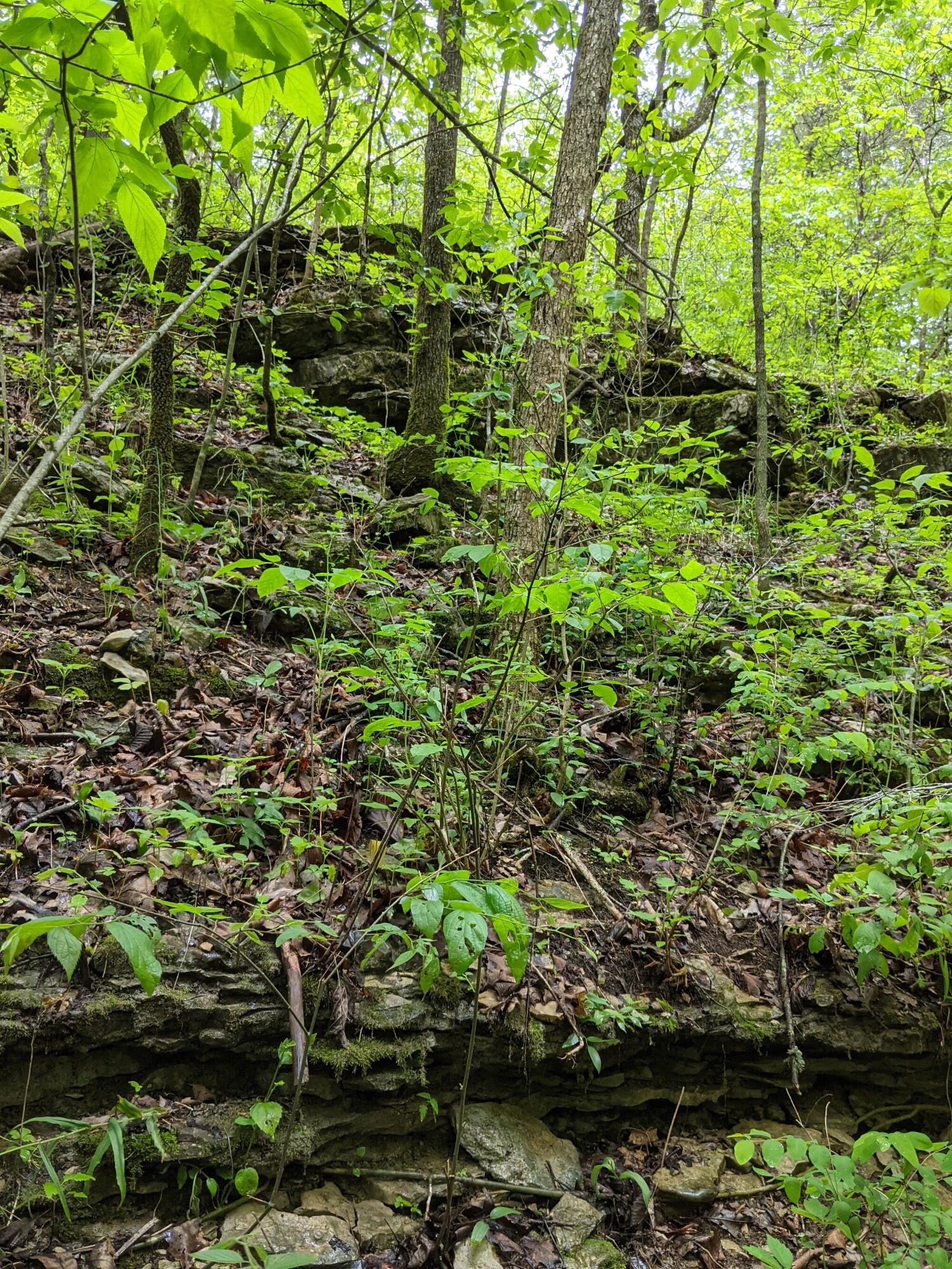 0 Coyote Ridge Road Cassville, MO 65625 - Photo 17 of 36 PXL_20210522_181952851.MP