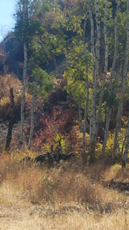 350 Broadford Road Blaine County, ID 83313 - Photo 17 of 40 22383