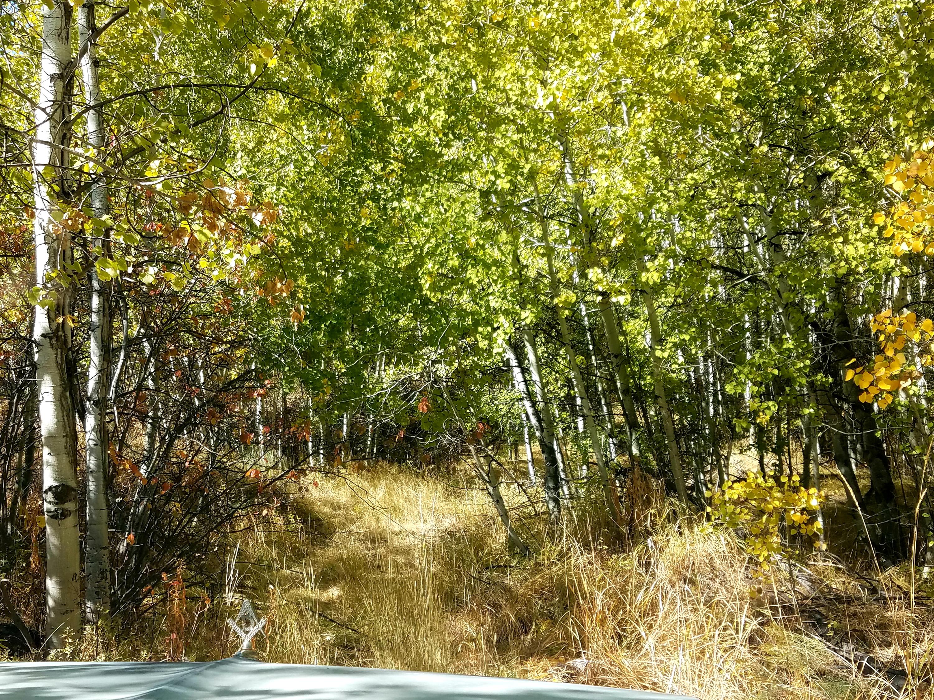 350 Broadford Road Blaine County, ID 83313 - Photo 21 of 40 20181008_145636 (1)