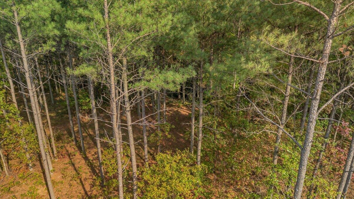 400 Treetop Street Guild, TN 37340 - Photo 11 of 16 a bathroom with a shower