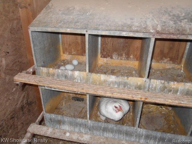 73827 Kanie Road Romeo, MI 48065 - Photo 49 of 51 Chickens