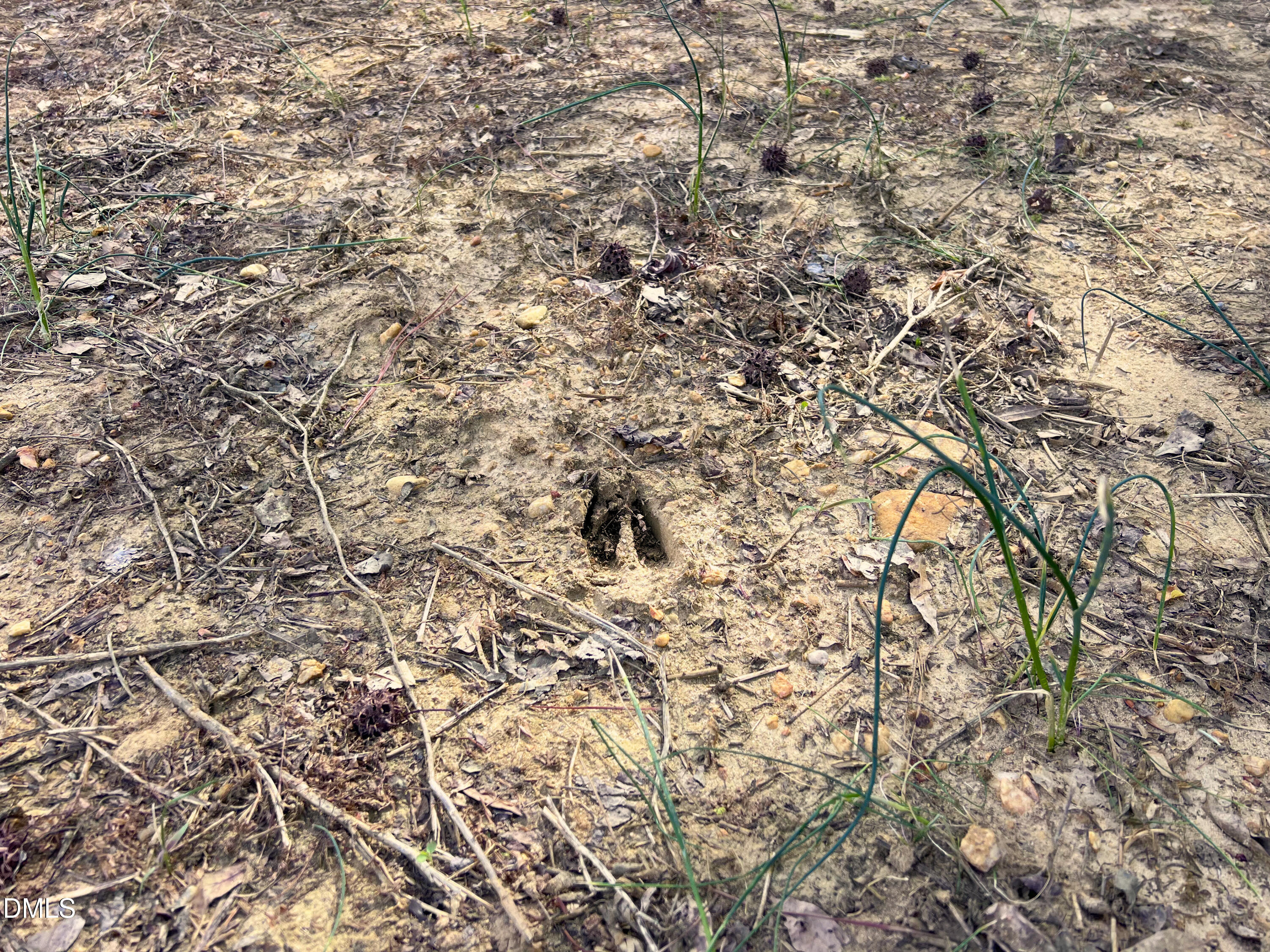 0 Mamie Road Wilson, NC 27893 - Photo 25 of 29 25. Deer Tracks
