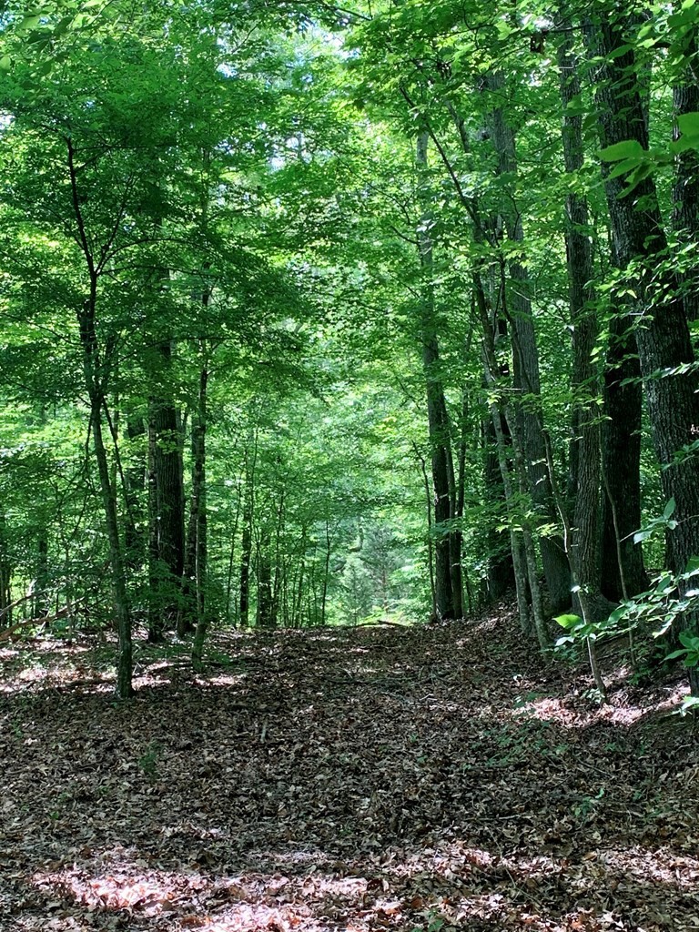 0 Red Cloud Trail Spring City, TN 37381 - Photo 42 of 49
