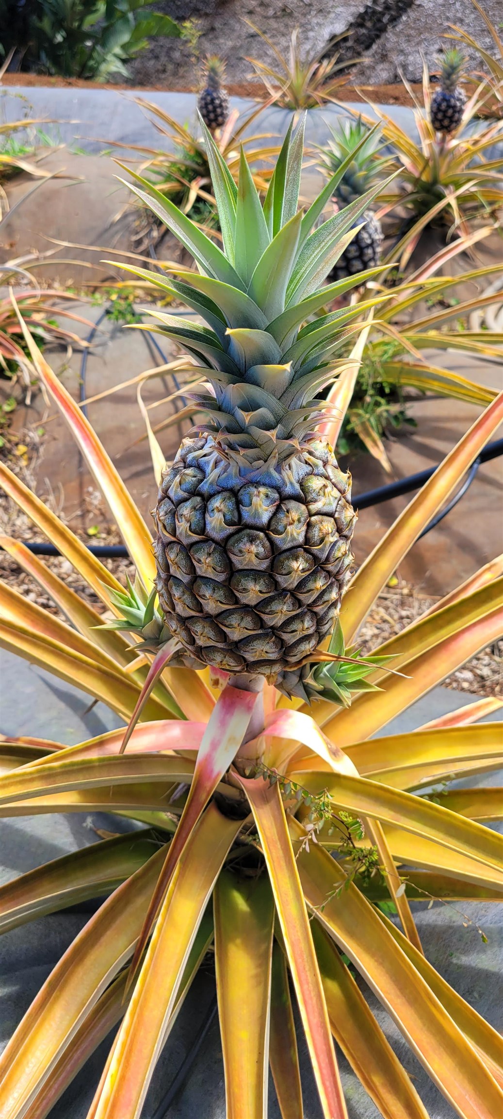 1480 Hog Back Road, Unit 1480 HOG BACK ROAD Haiku, HI 96708 - Photo 25 of 29 a view of a yard with wooden fence