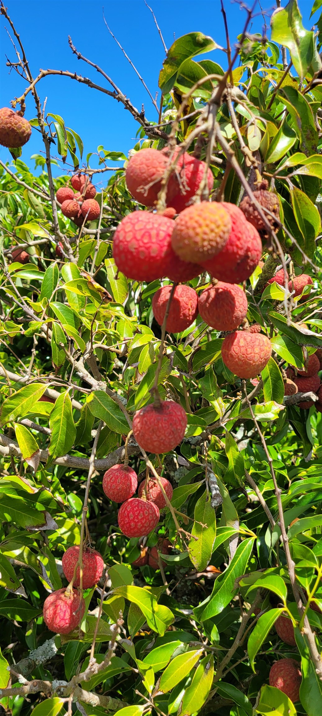 1480 Hog Back Road, Unit 1480 HOG BACK ROAD Haiku, HI 96708 - Photo 26 of 29 a view of a tree with plants