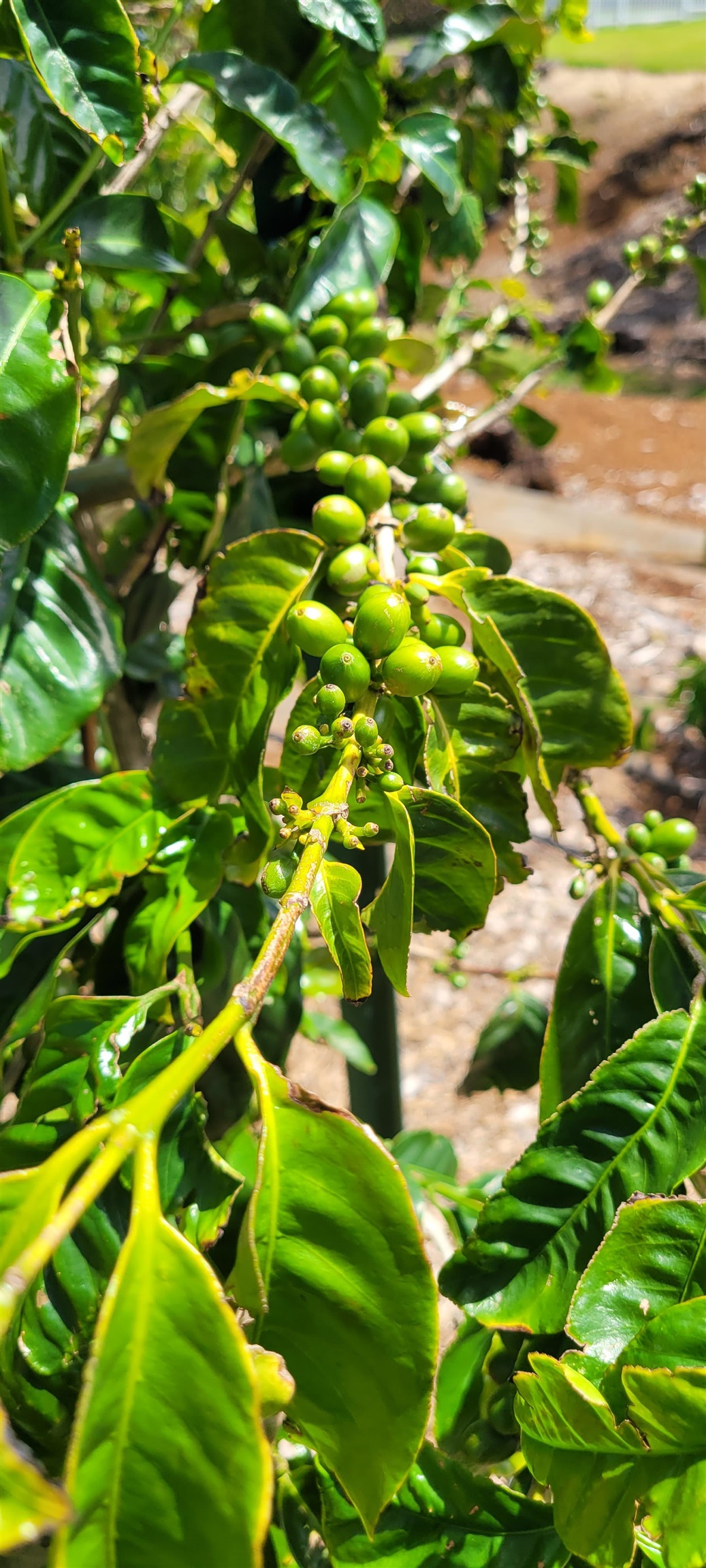 1480 Hog Back Road, Unit 1480 HOG BACK ROAD Haiku, HI 96708 - Photo 27 of 29 a backyard of a building