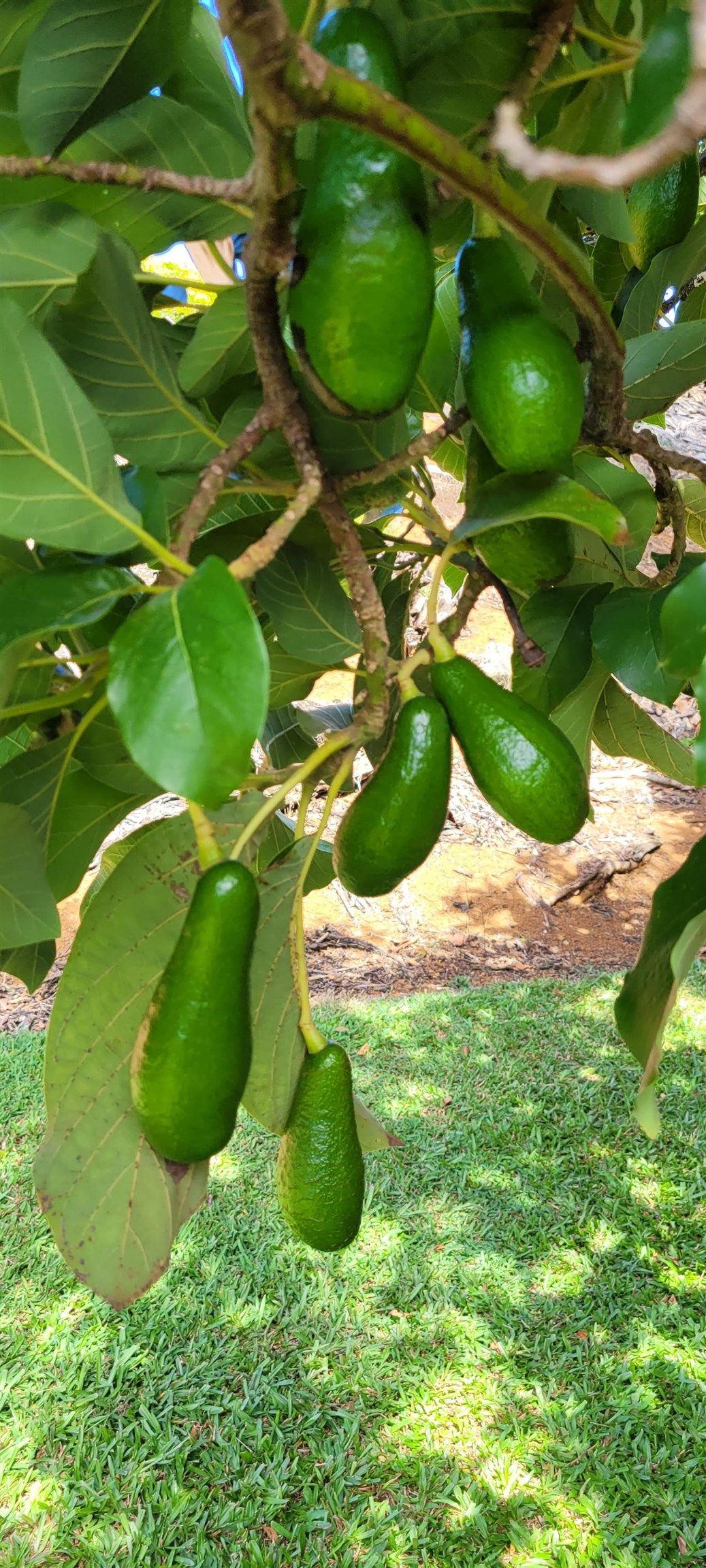 1480 Hog Back Road, Unit 1480 HOG BACK ROAD Haiku, HI 96708 - Photo 28 of 29 a view of a green yard