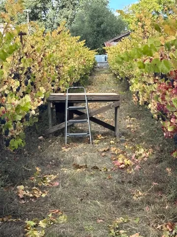 a view of a yard with plants