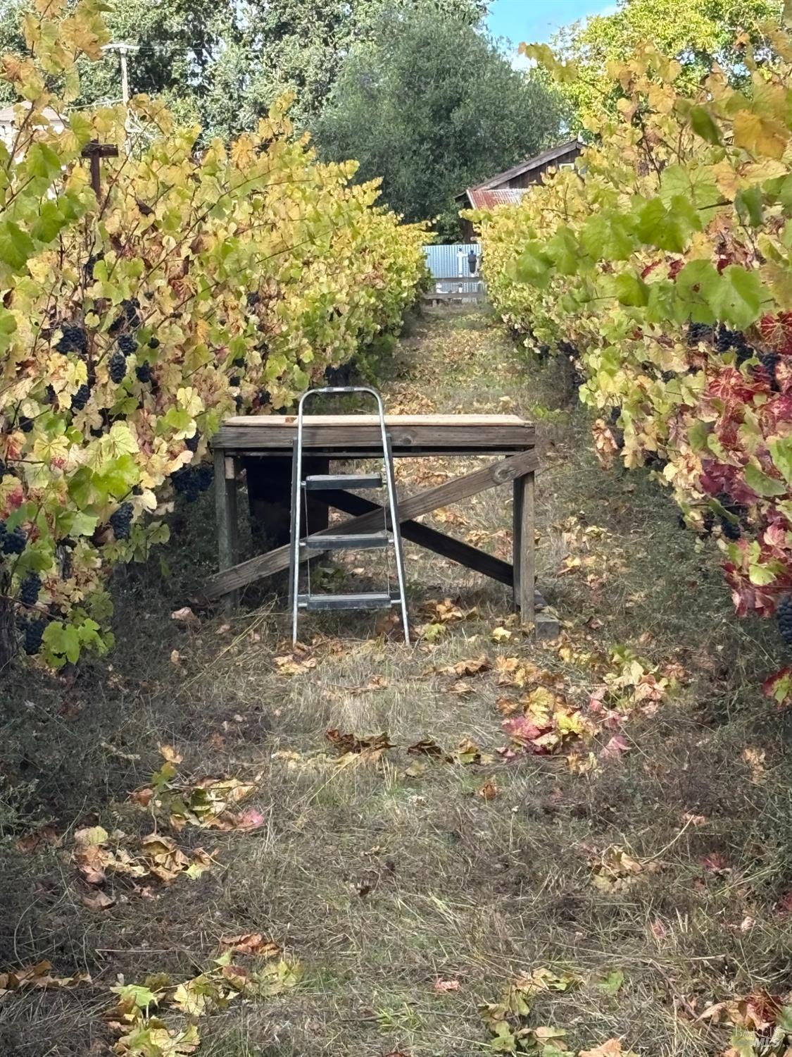 1100 Hart Lane Fulton, CA 95439 - Photo 22 of 30 a view of an outdoor space