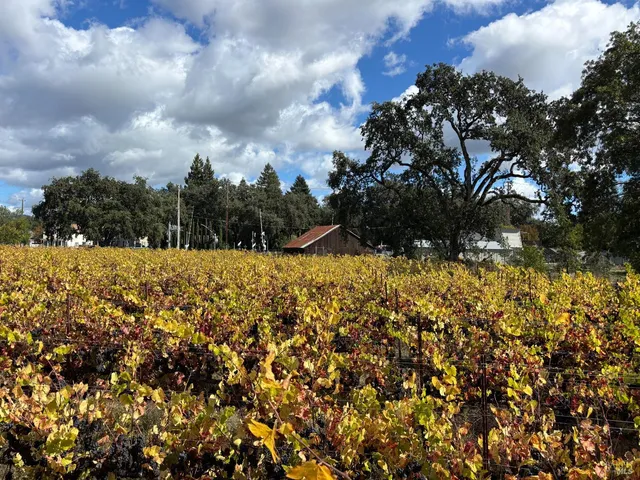 a view of a yard with large trees