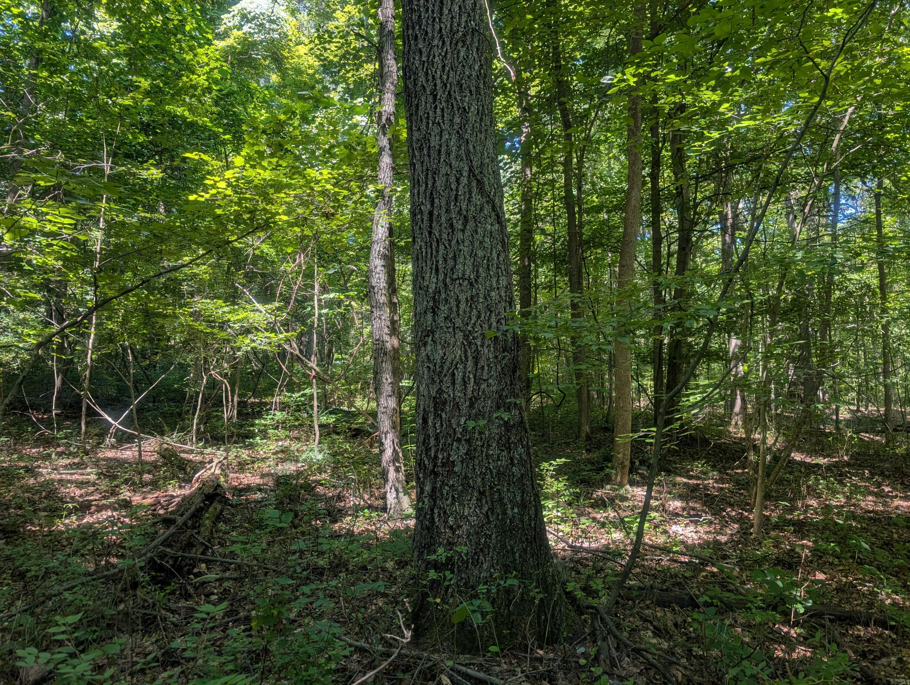 0 Toll Gate Road Somerset, OH 43783 - Photo 36 of 40 36