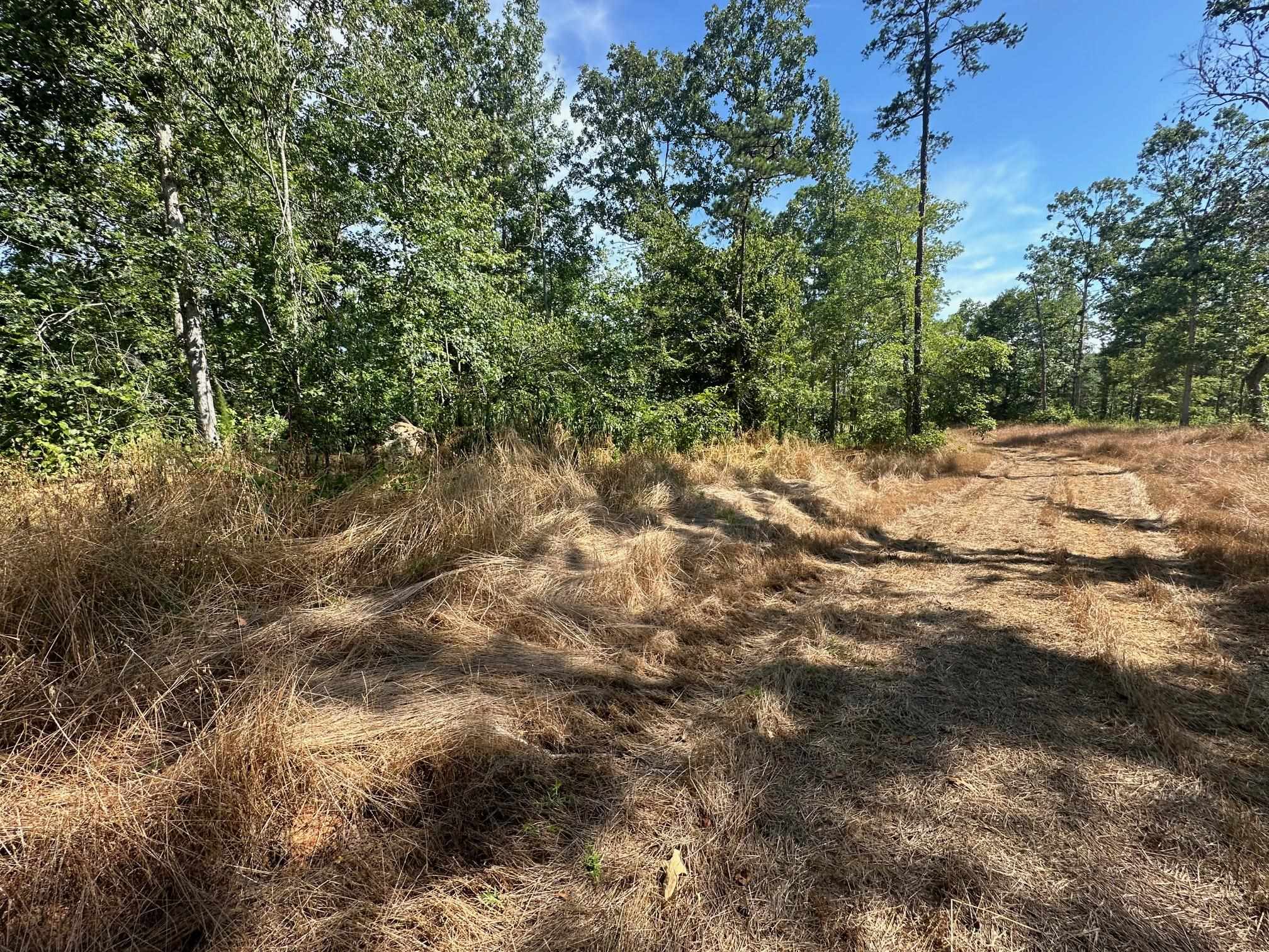 15 Bruton Road Savannah, TN 38372 - Photo 13 of 16 View of local wilderness