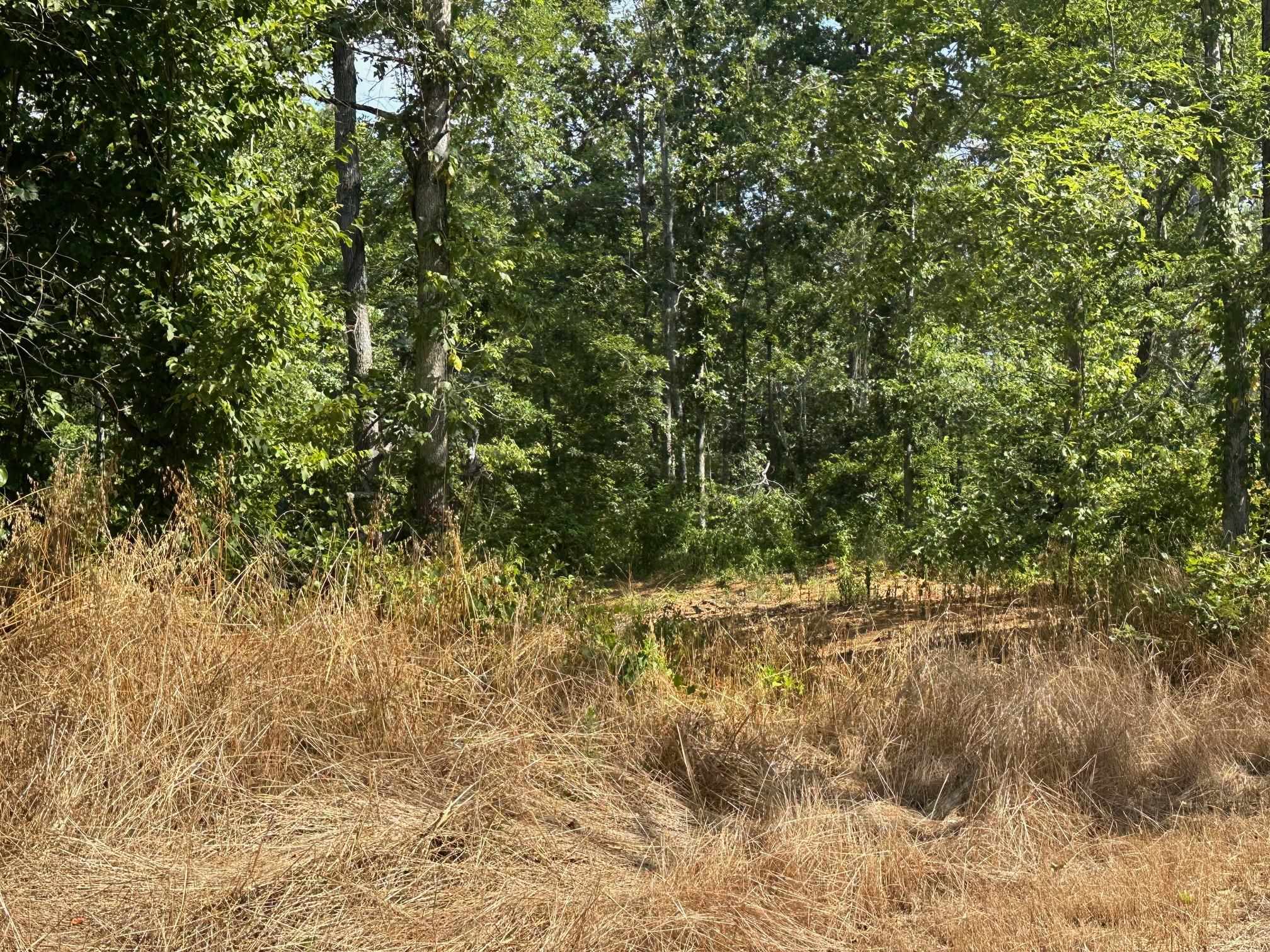 15 Bruton Road Savannah, TN 38372 - Photo 14 of 16 View of nature