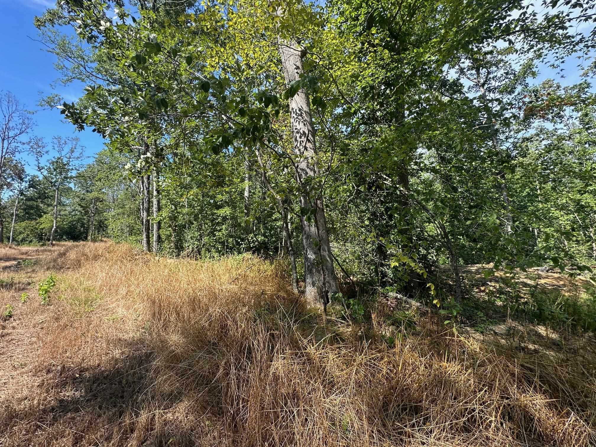 15 Bruton Road Savannah, TN 38372 - Photo 9 of 16 View of nature