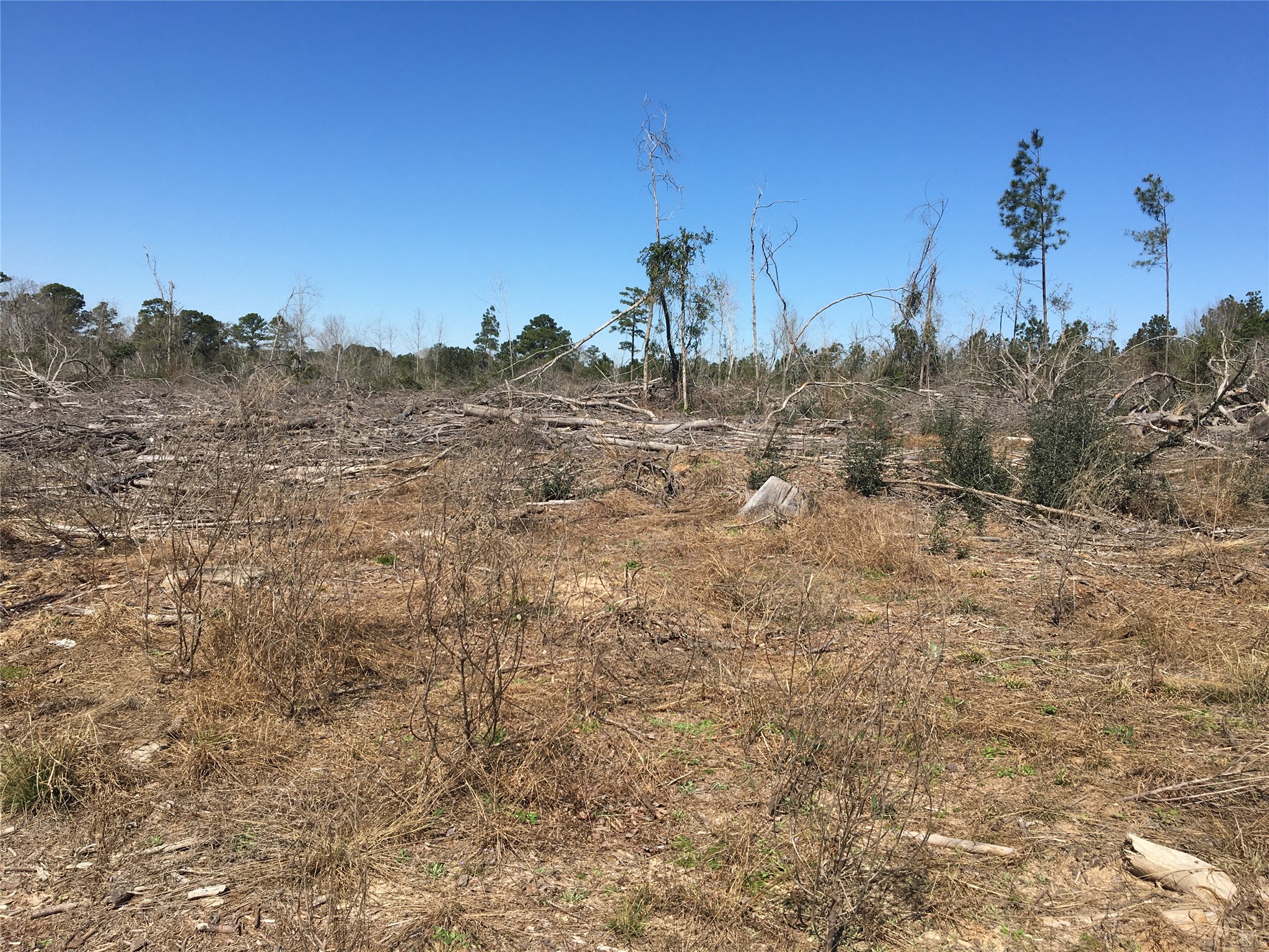 Lot 13 County Road 175 Garrison, TX 75946 - Photo 3 of 6 a view of a dry yard with a tree in the background