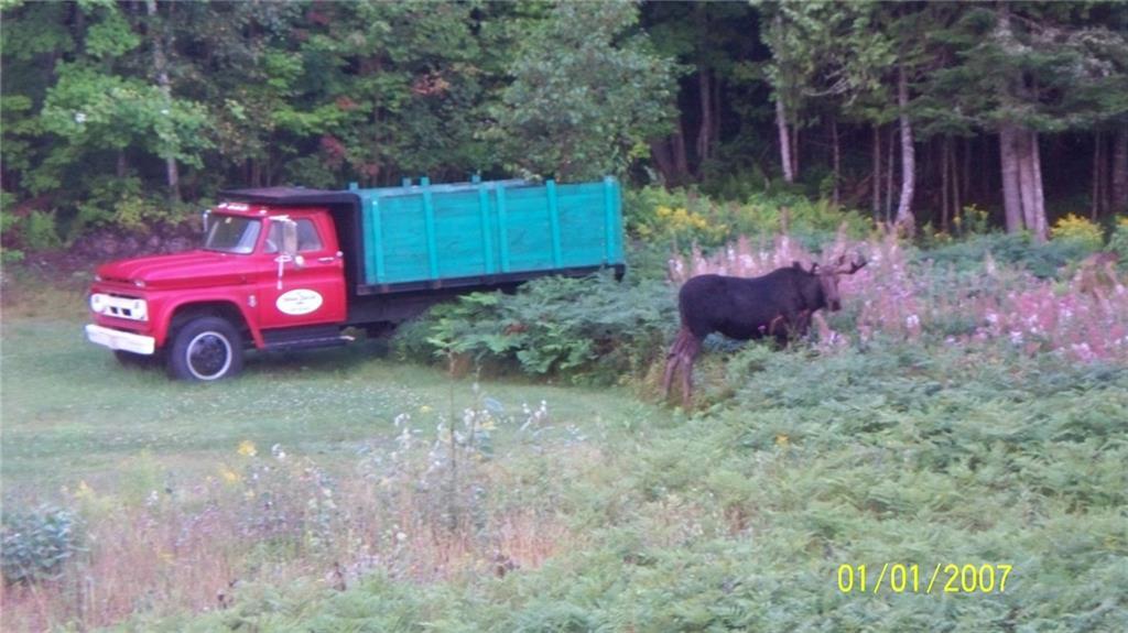 183 Wilsons Mill Road Rangeley, ME 04970 - Photo 11 of 32 some of the local wildlife