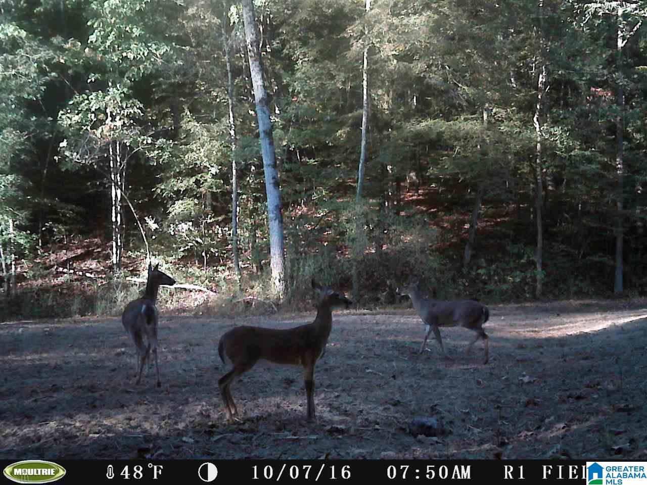 0 Carnes Chapel Road, Unit 113 Gallant, AL 35972 - Photo 14 of 32
